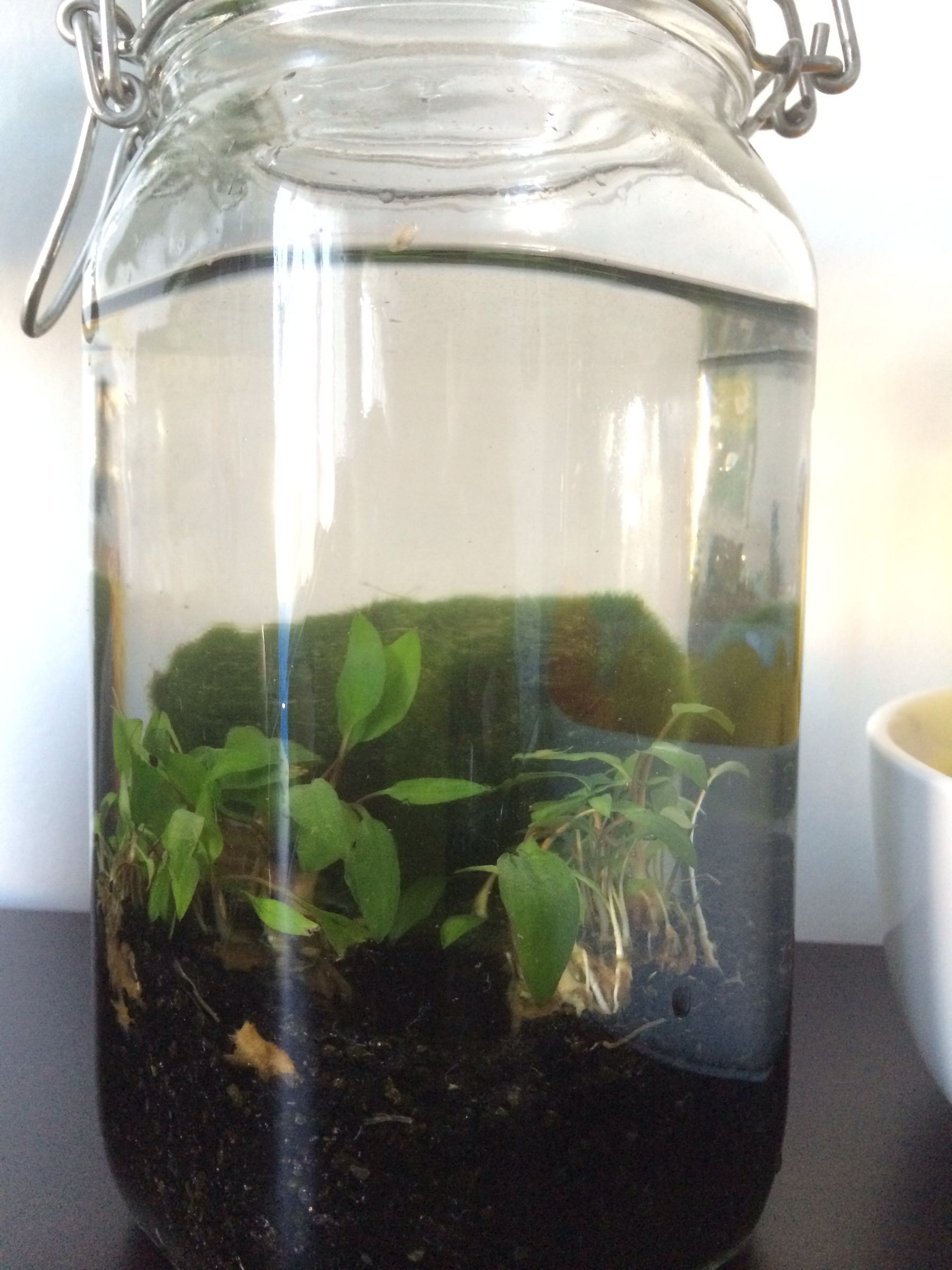 Build an Aquatic Ecosphere 9 Steps Instructables