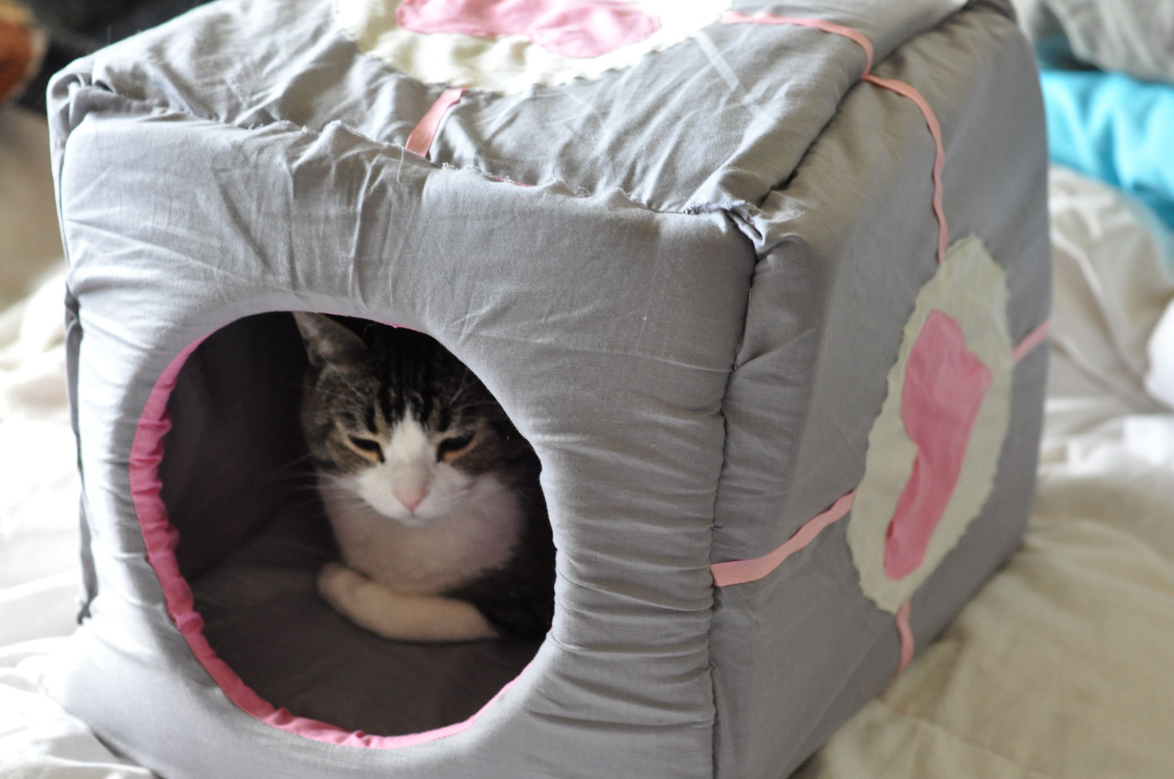 cat cube sleep
