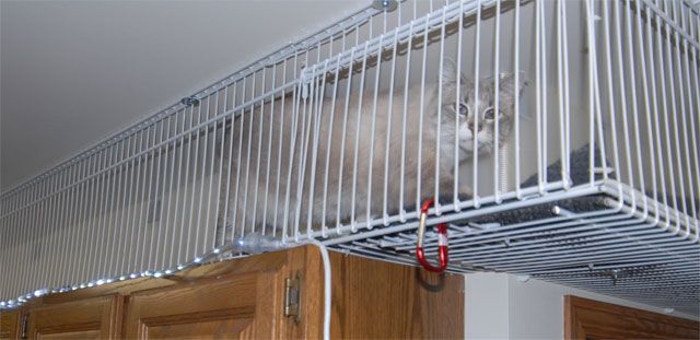 cat enclosure tunnel