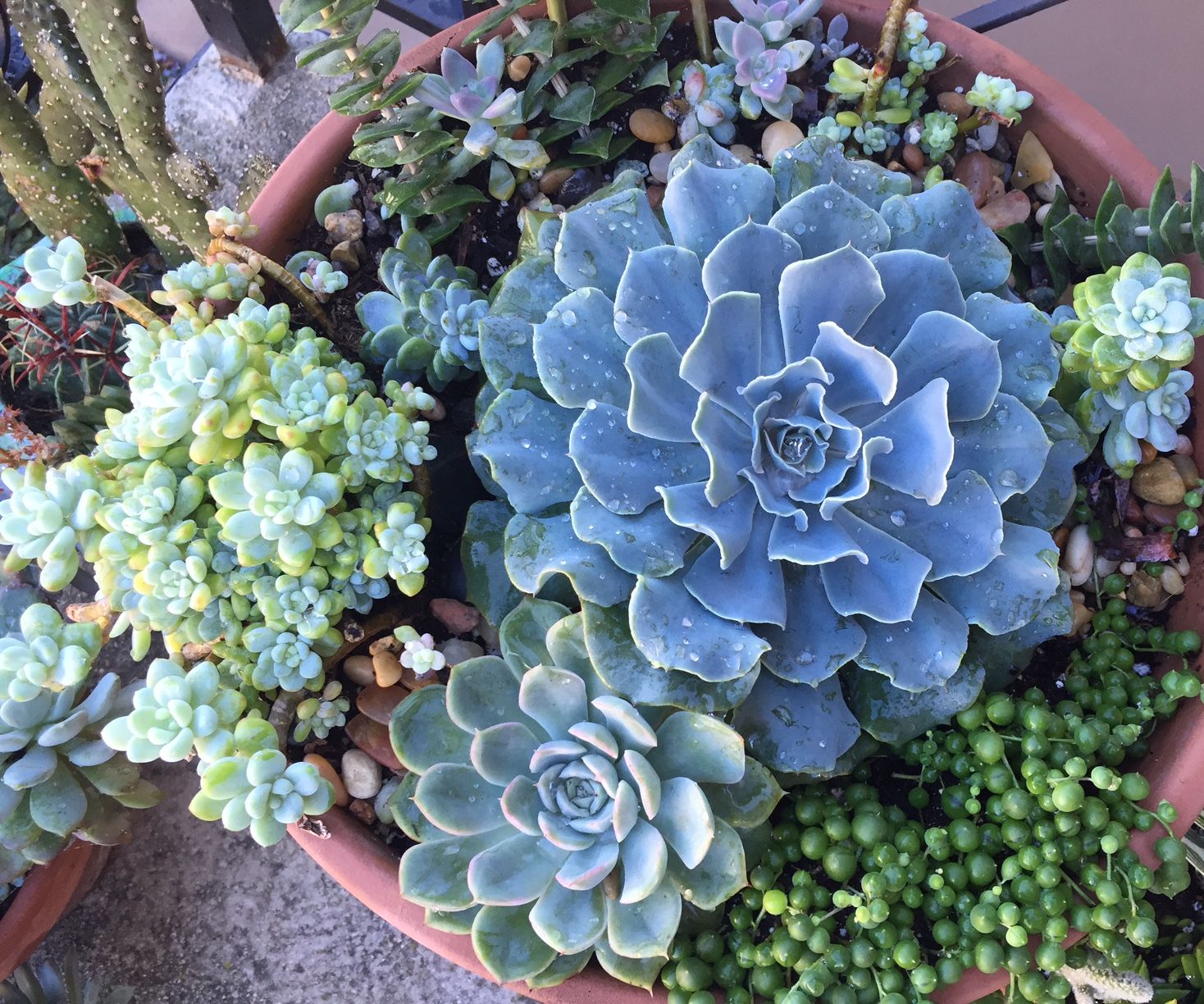 How to Create an Awesome Succulent Planter 6 Steps (with Pictures