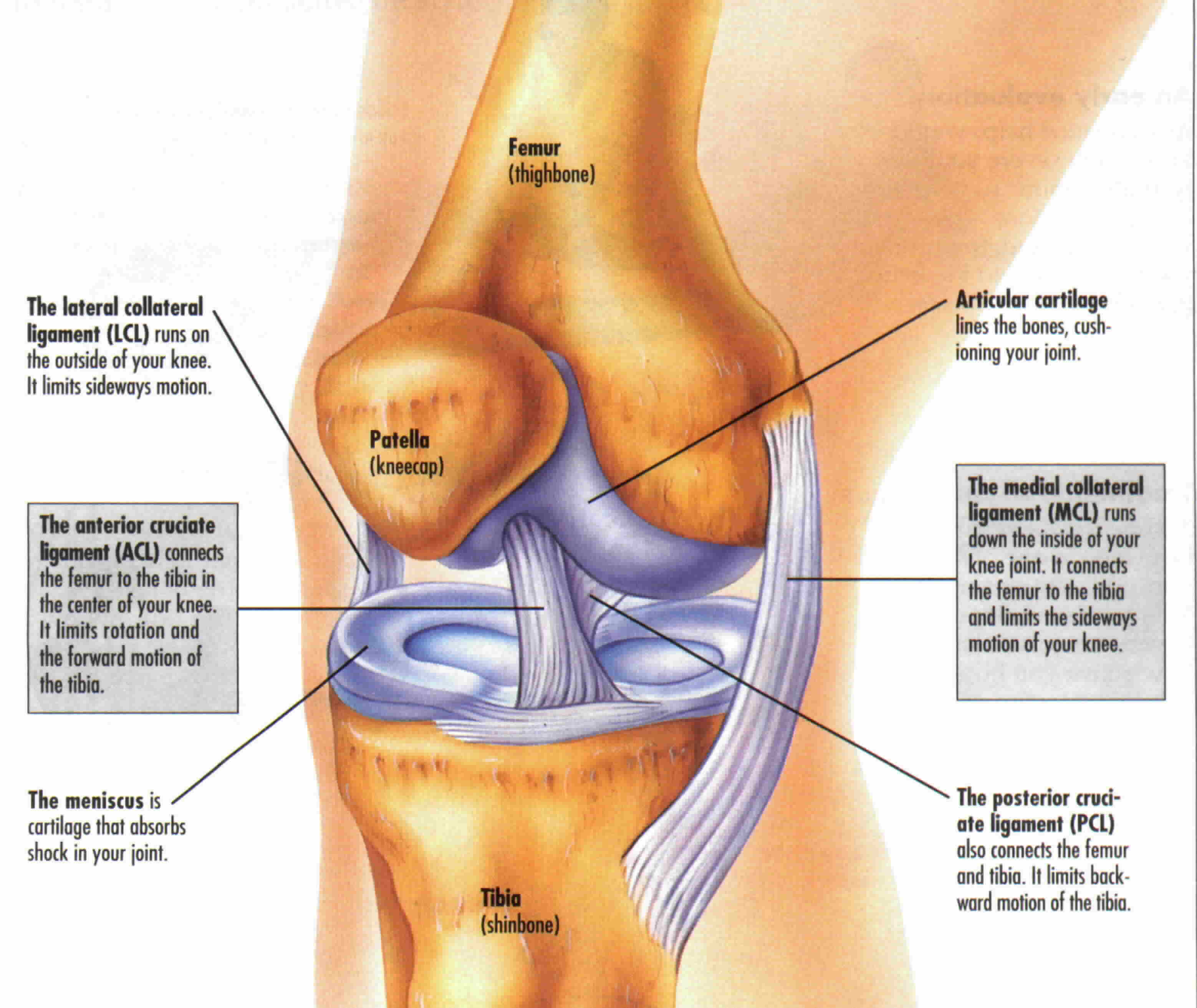 where is your acl where is your acl