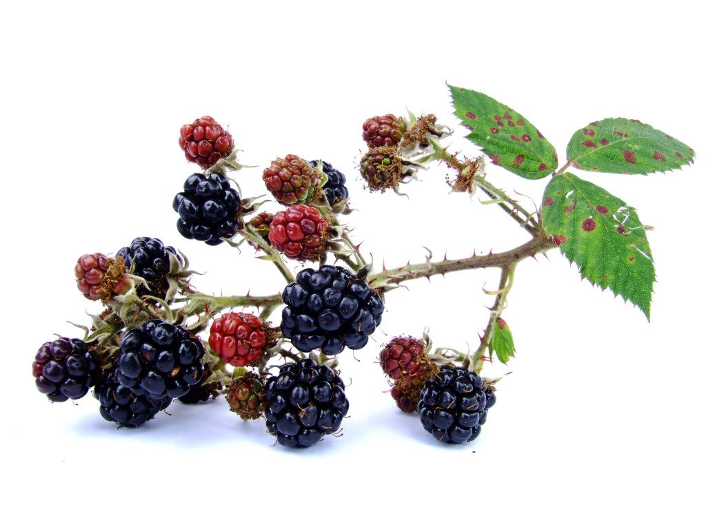 Blackberry Jam