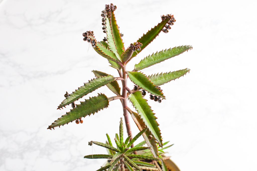 How To Care For Mother Of Thousands Or Millions 6 Steps With Pictures Instructables