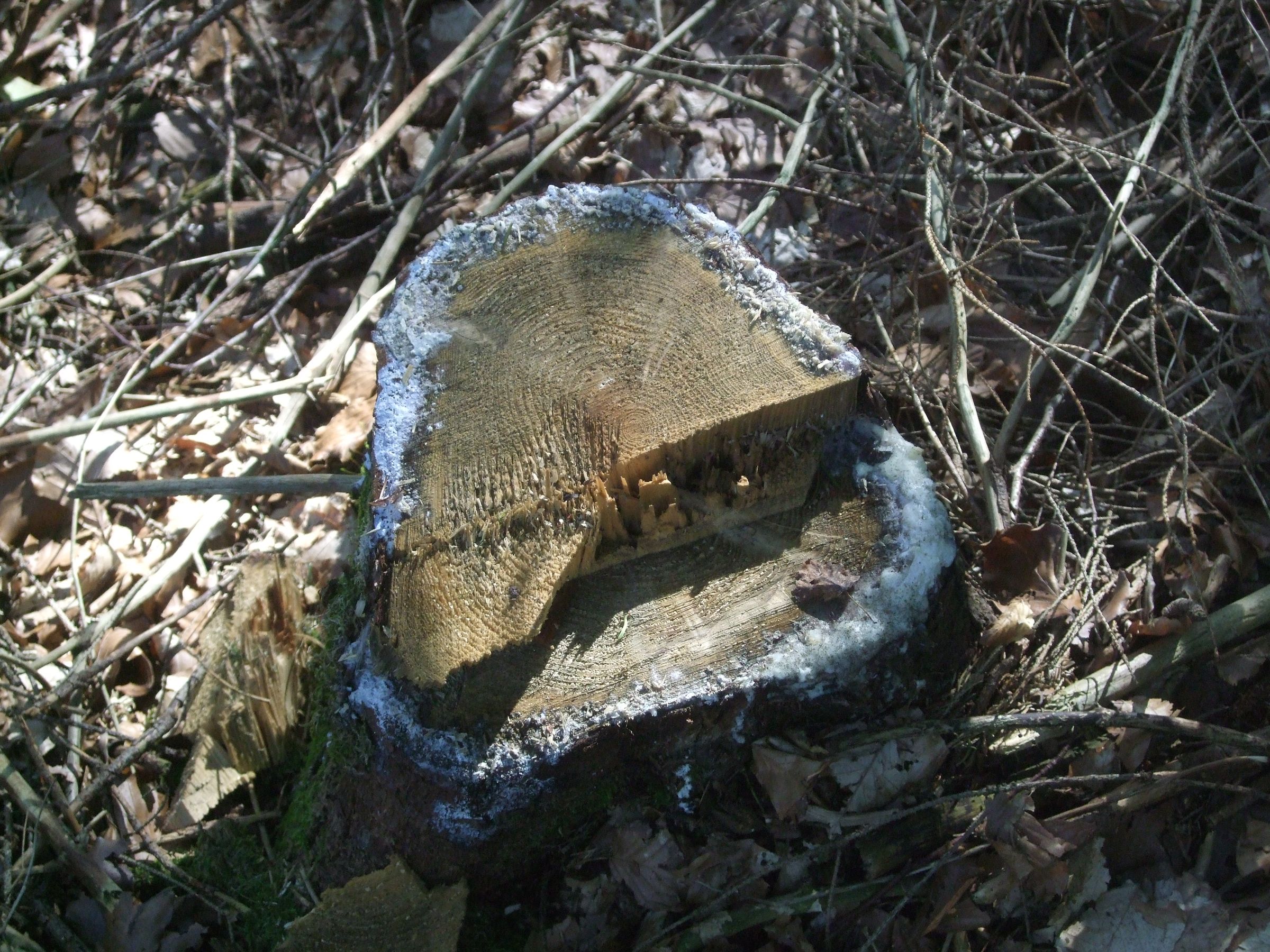 How to Resinate (clean Tree Resin) 11 Steps Instructables