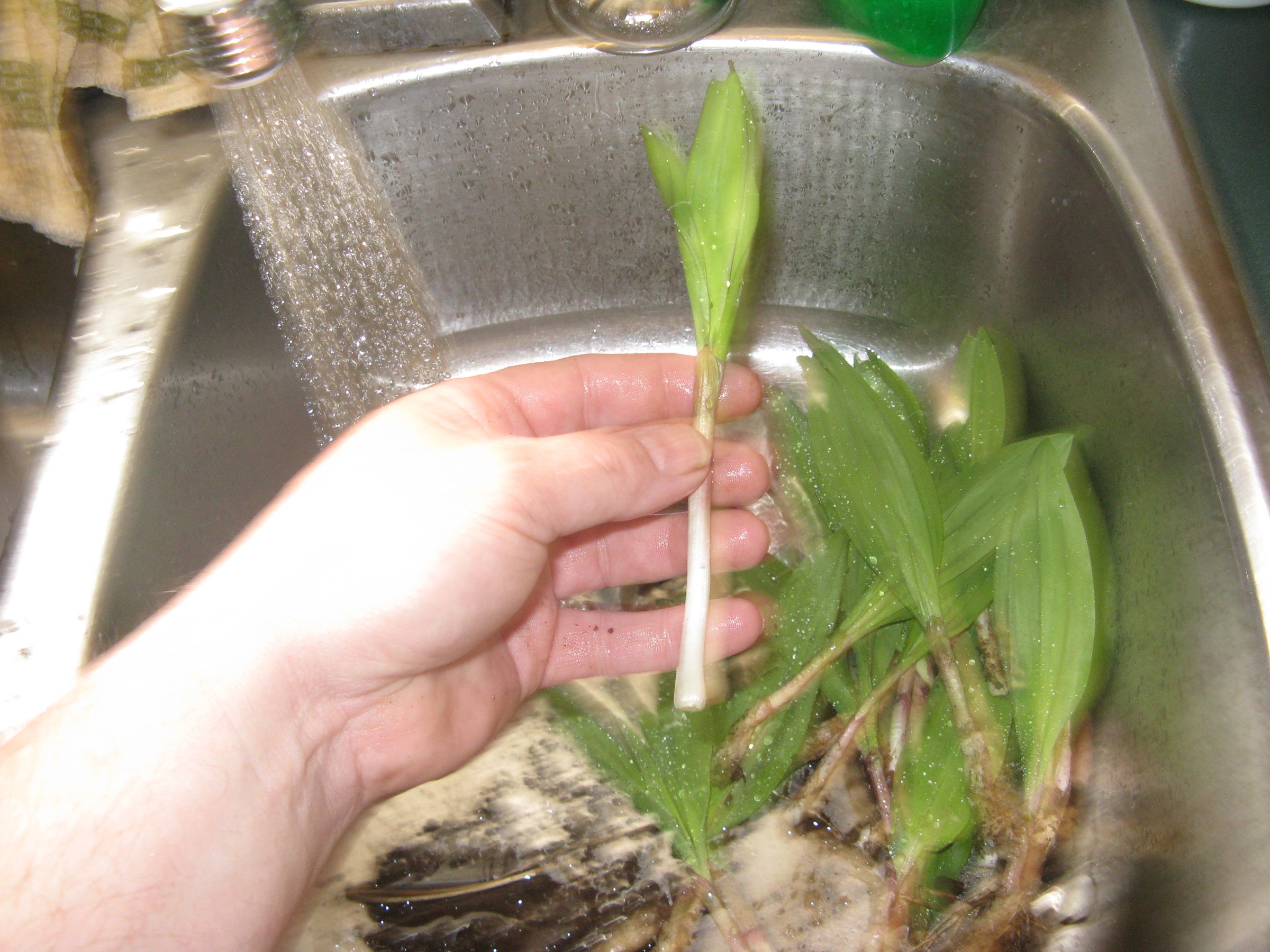 Wild Leeks 6 Steps (with Pictures) Instructables