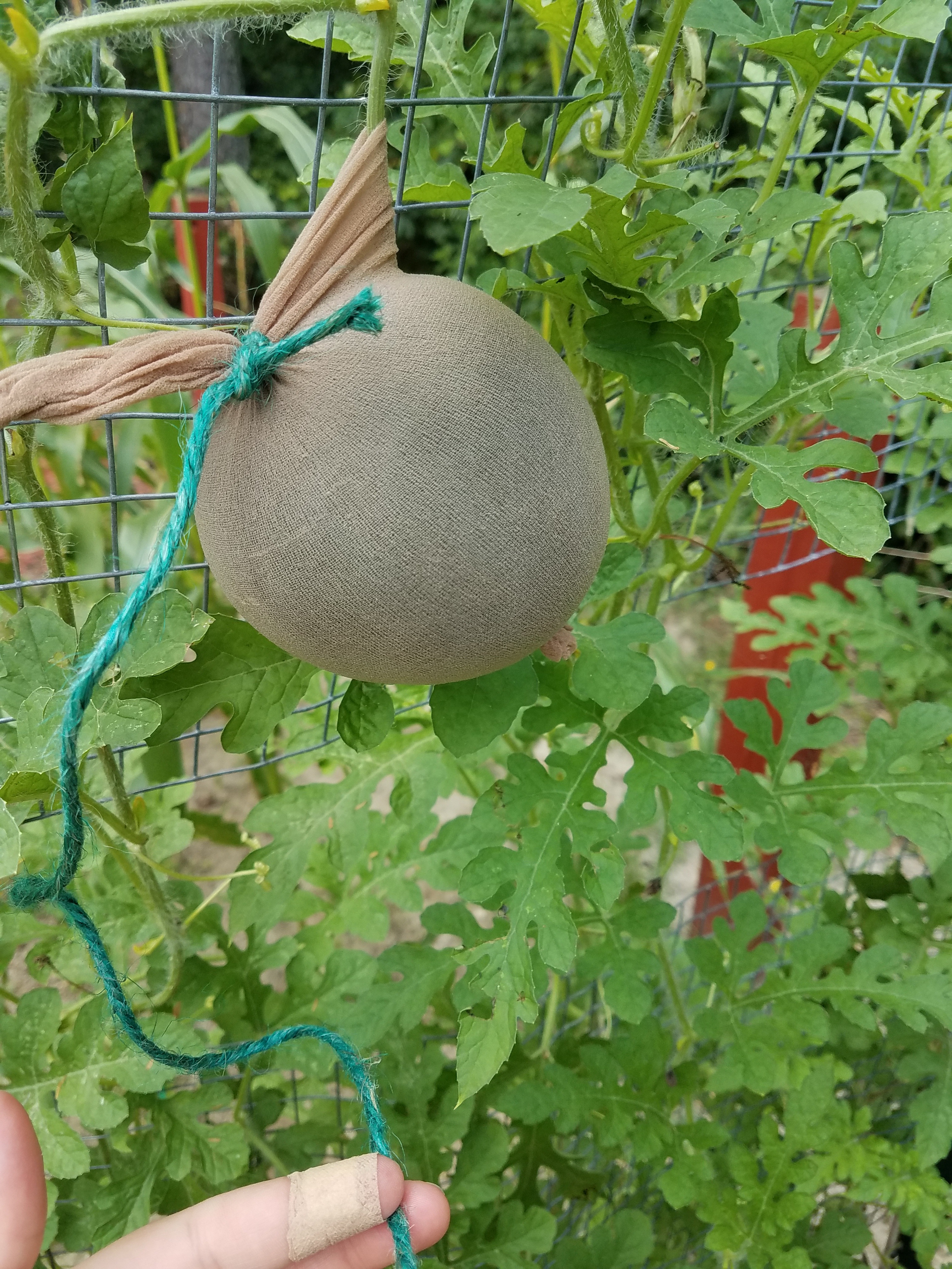 Pantyhose Melons 4 Steps With Pictures Instructables