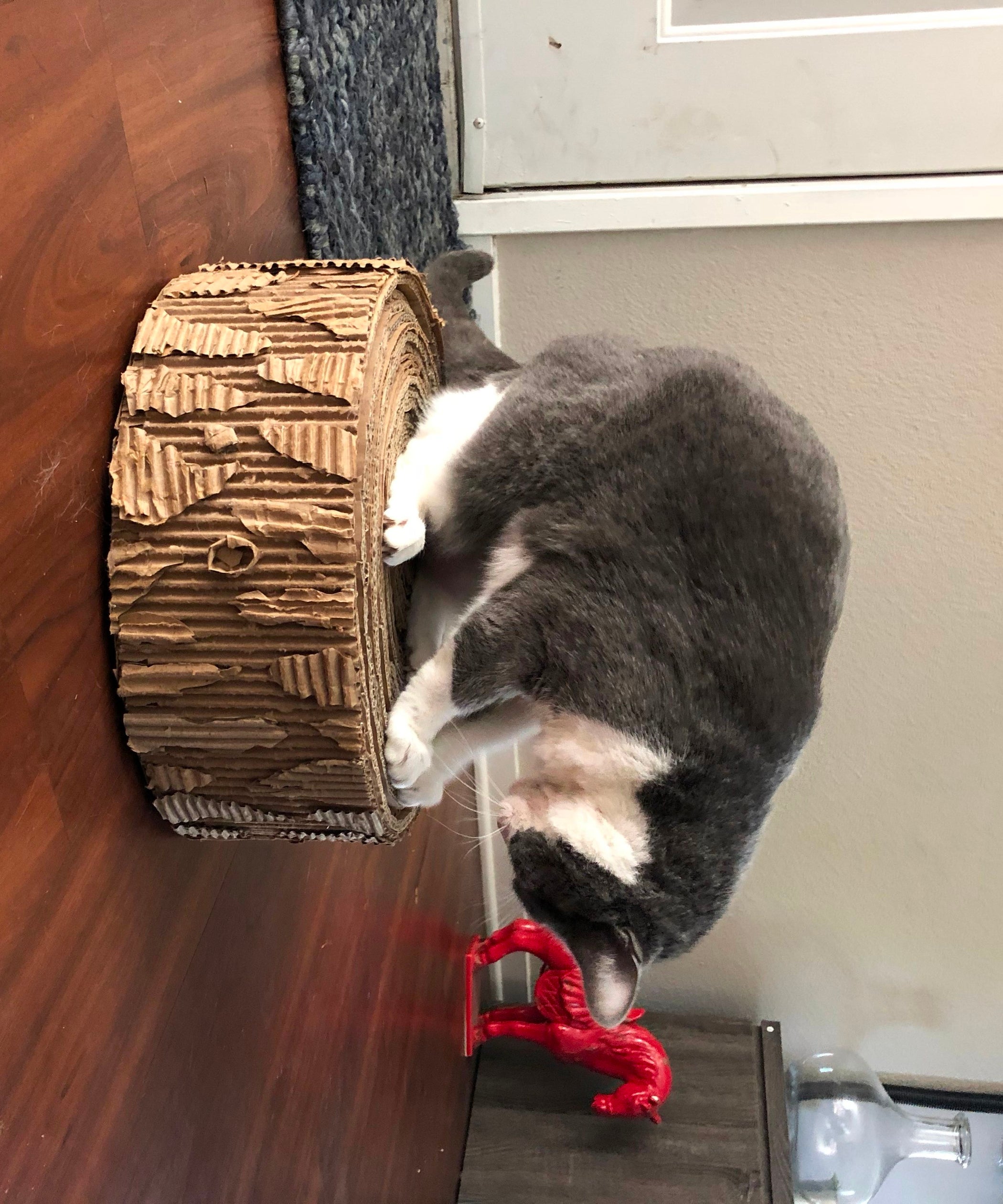 How to Make Your Cats Love You 11 Steps (with Pictures) Instructables