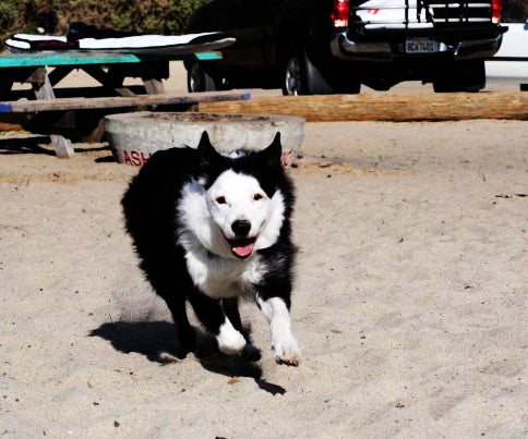 Adobe Photoshop CS4 Image Toning for PC