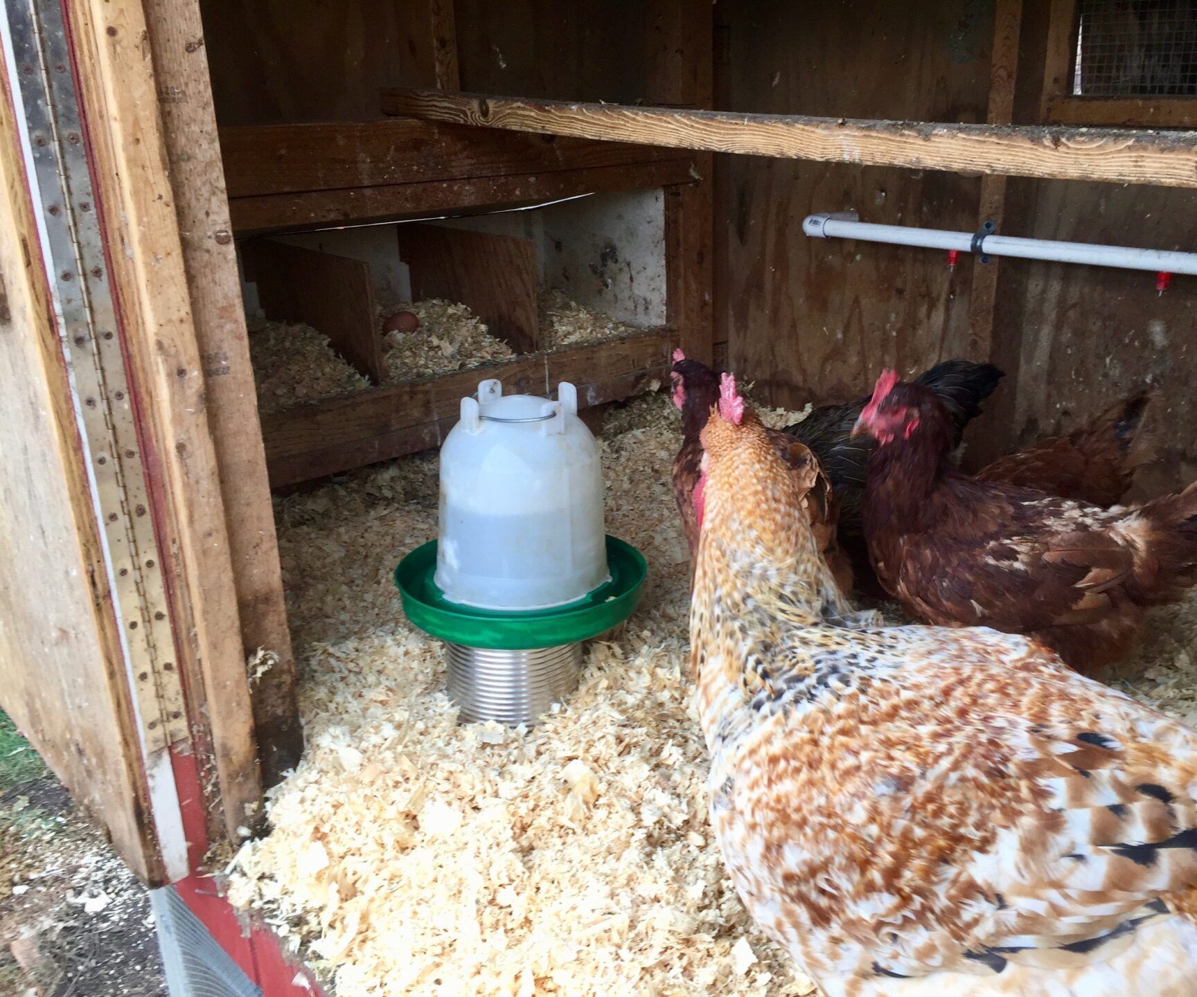 DIY 5 Heated Chicken Waterer 4 Steps (with Pictures) Instructables