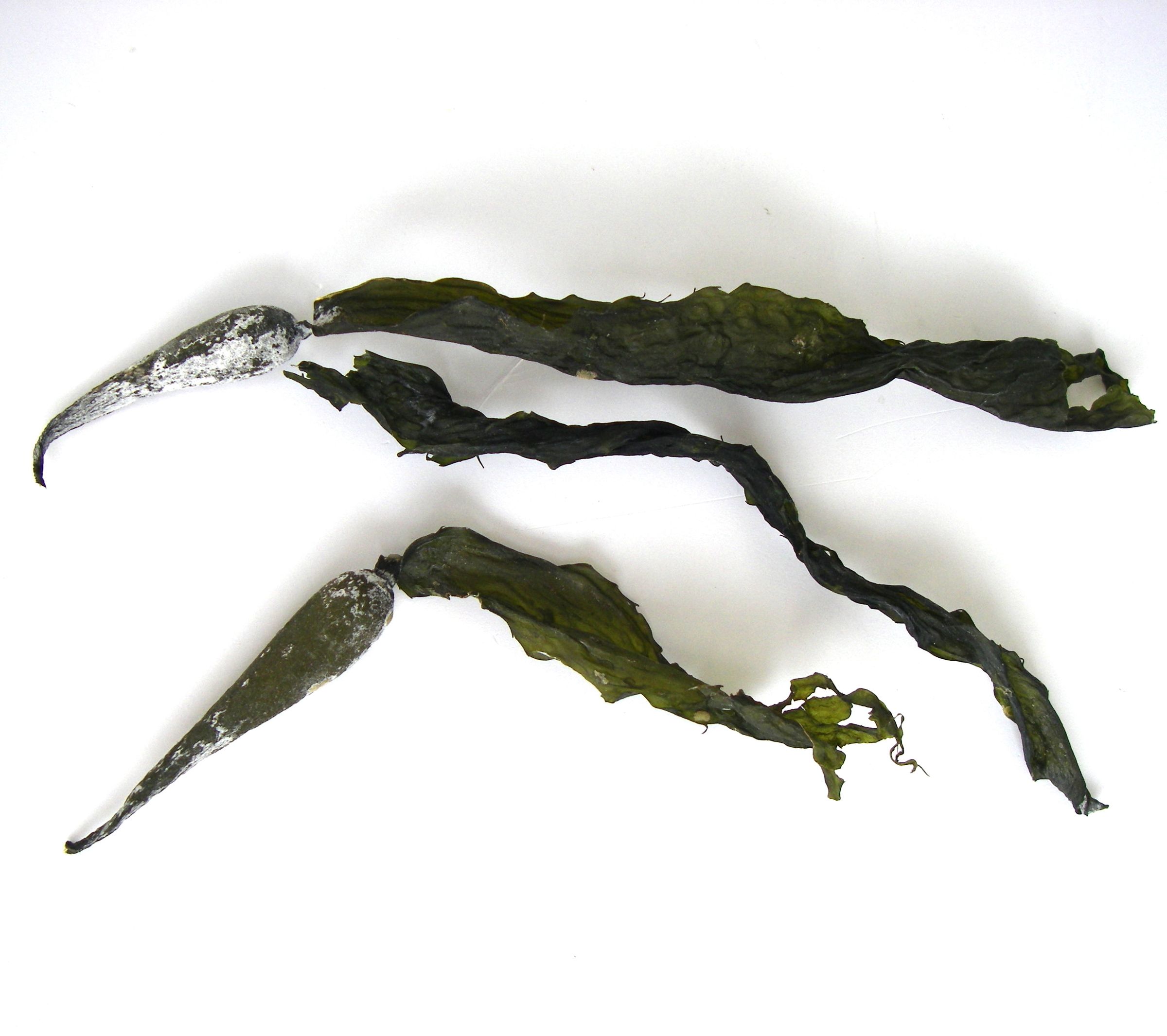 Dried Kelp 5 Steps (with Pictures) Instructables