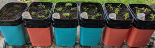 Self-watering Container Garden : 5 Steps (with Pictures) - Instructables