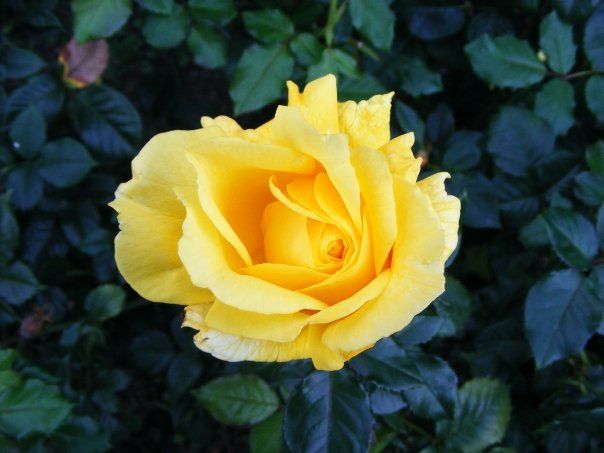 yellow dreams DIY Project DIY Project Image