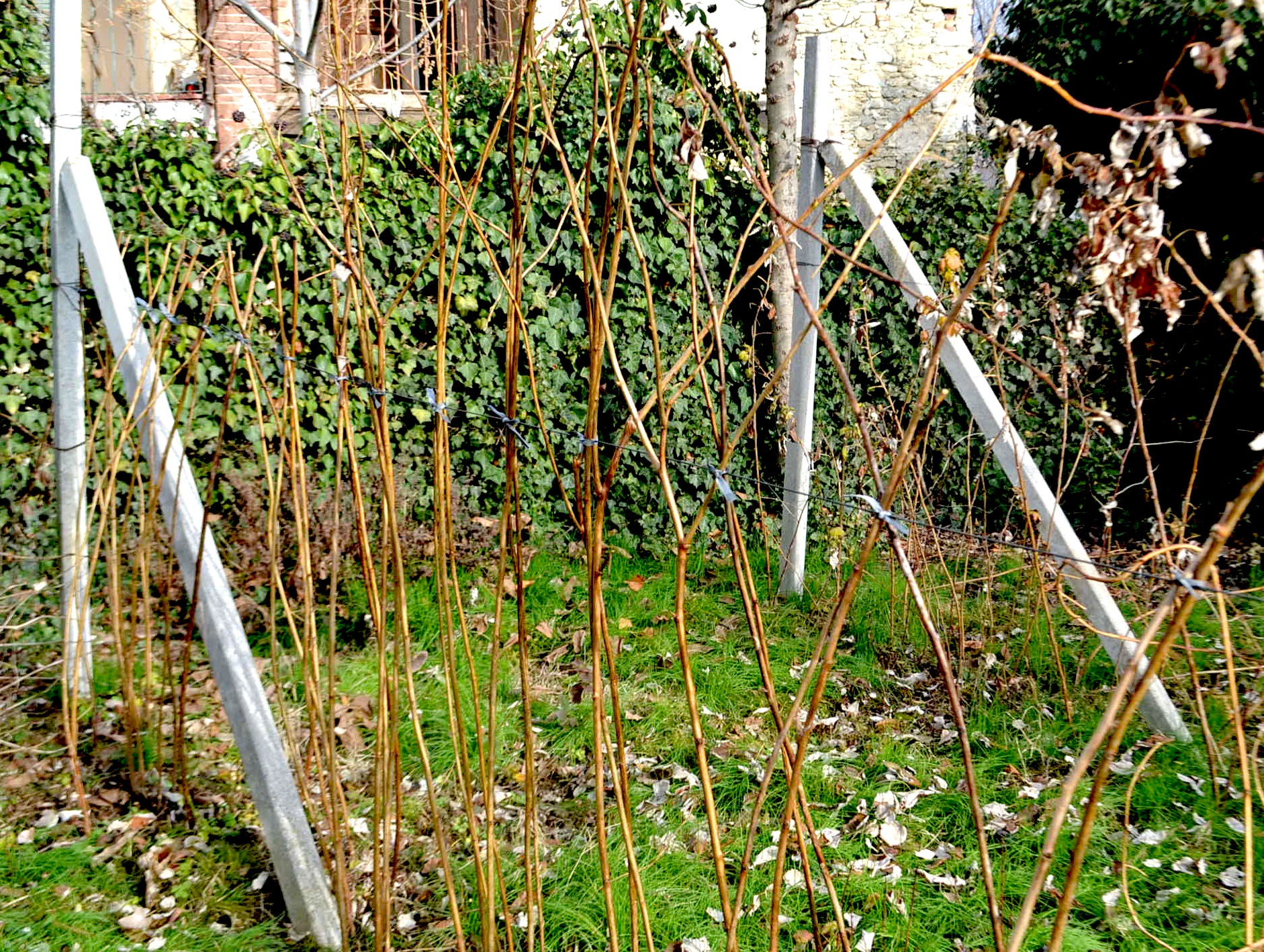 RASPBERRY PLANTS WINTER CARE 8 Steps Instructables