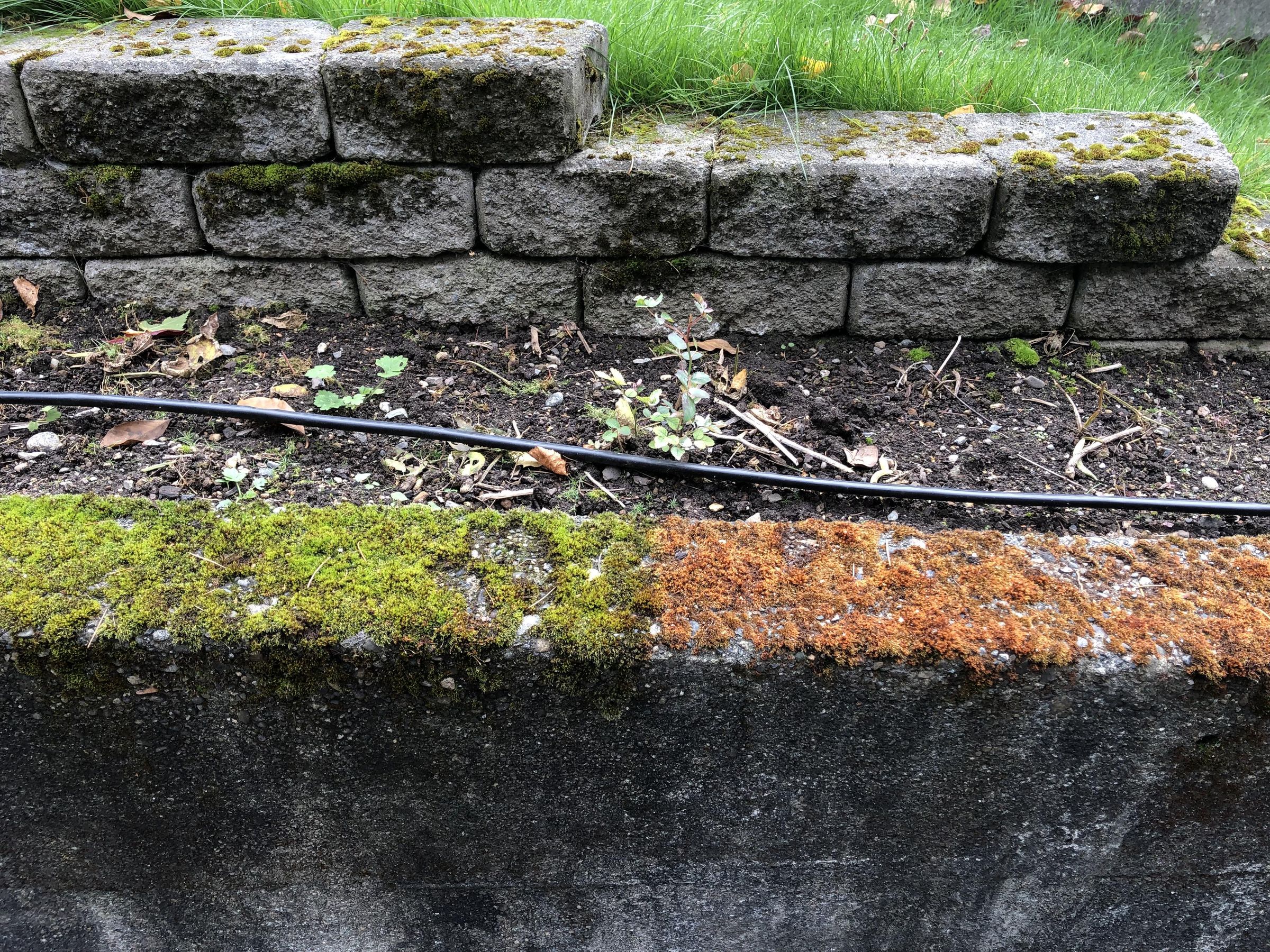 Control Moss With Laundry Detergent 4 Steps Instructables