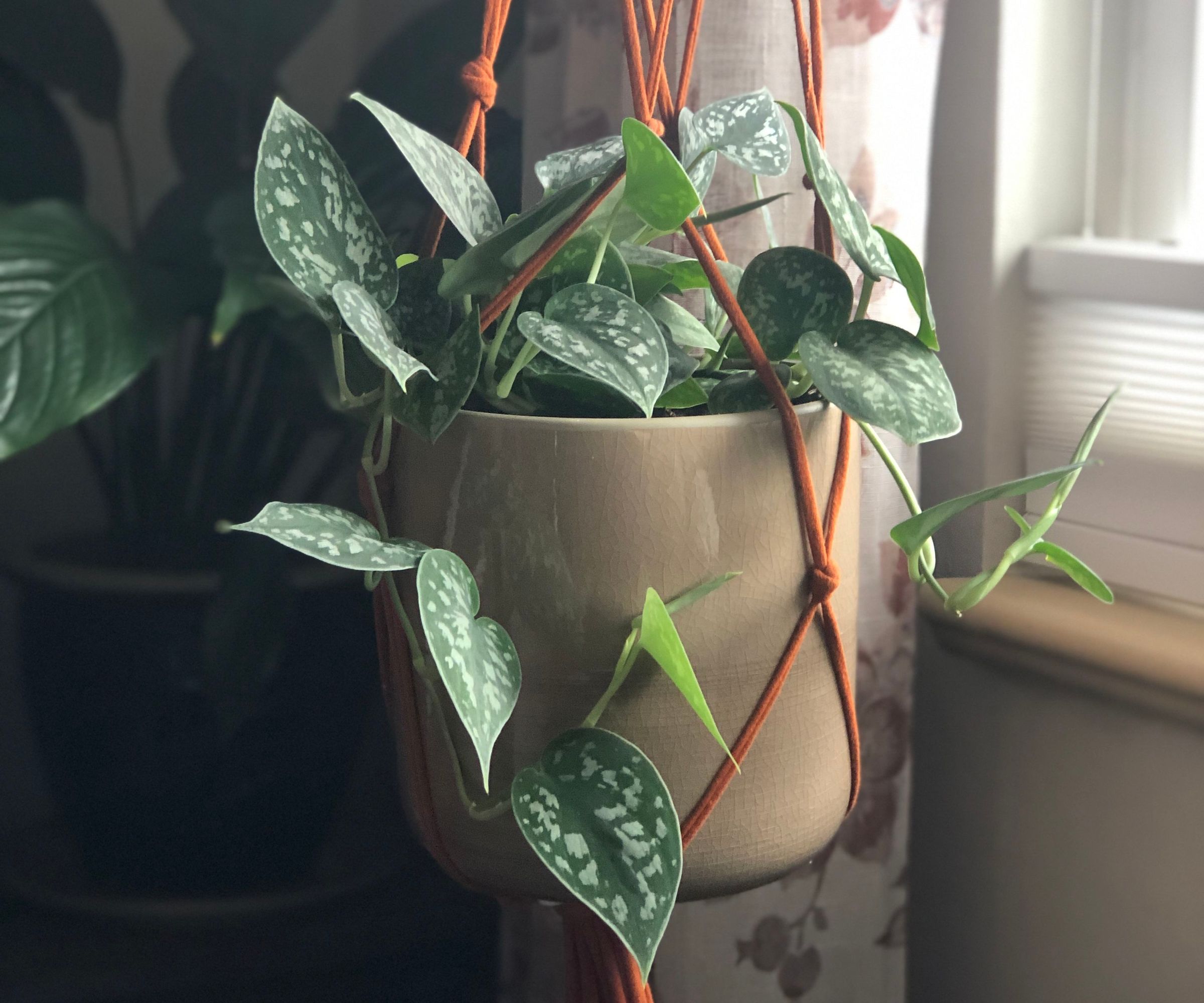 Hanging Planters From Old T-Shirts
