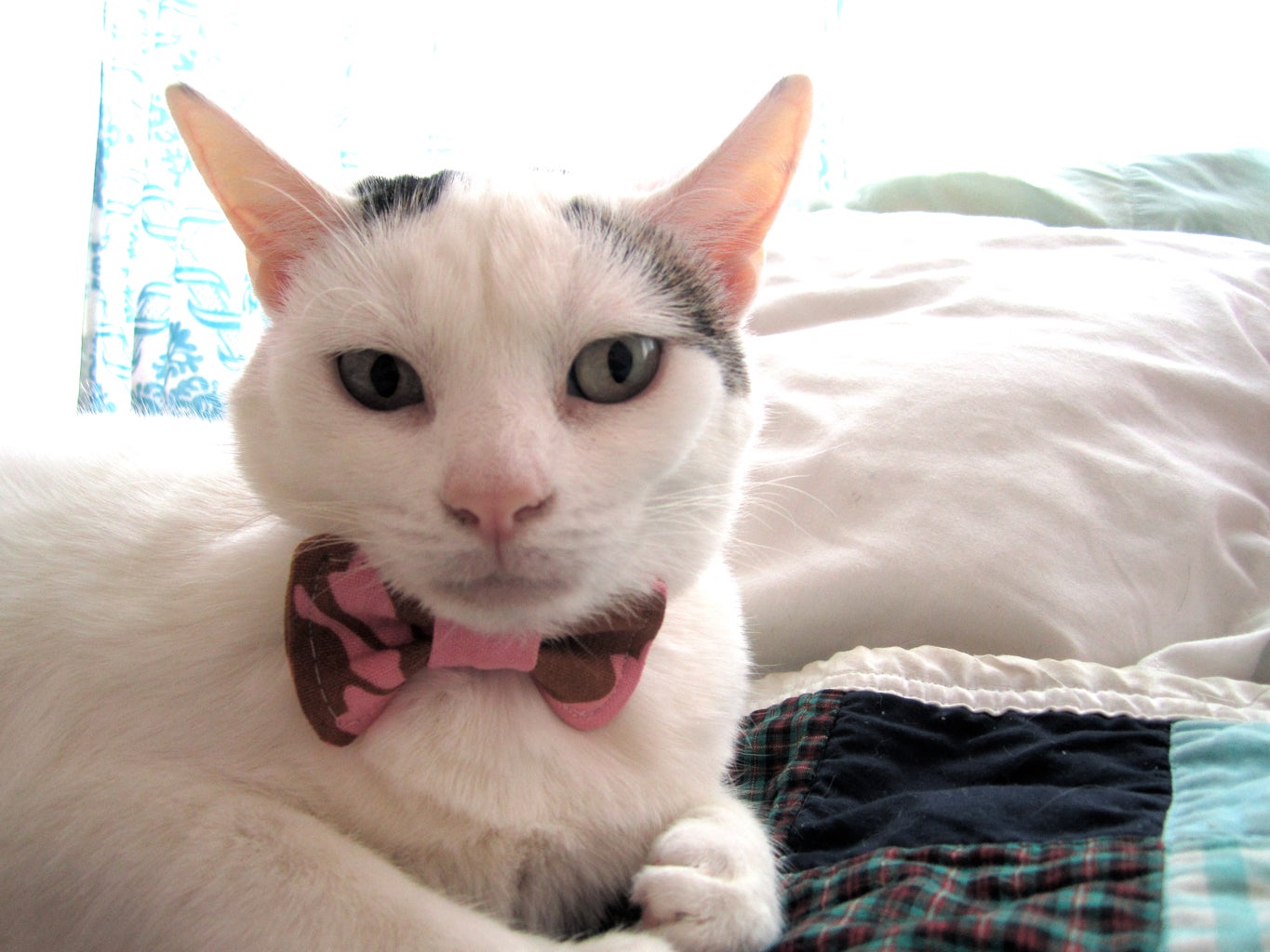 Cat Bow Tie + Pattern 8 Steps (with Pictures) Instructables