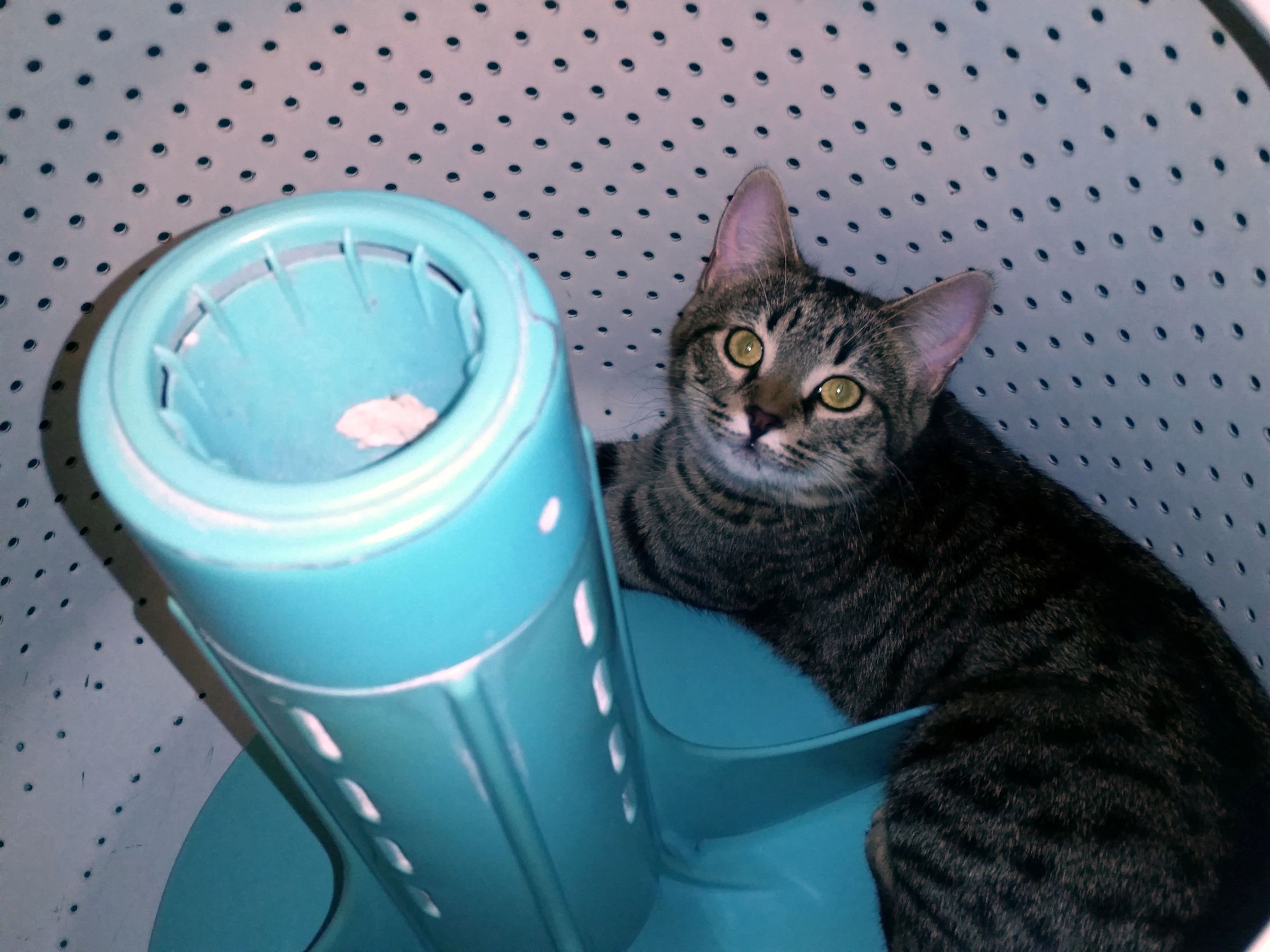 Cat Discourager Keep Cat Off Furniture 3 Steps Instructables