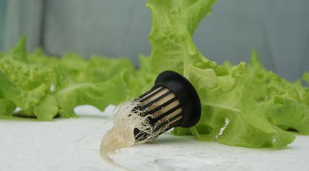 Basics of Hydroponics System - Floating Root Technique : 8 Steps (with ...