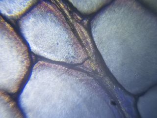 $10 Smartphone to Digital Microscope Conversion!