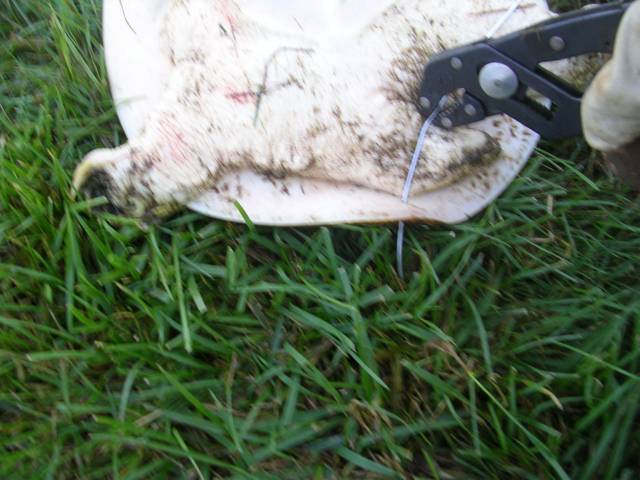 How to Clean a Turtle 4 Steps Instructables