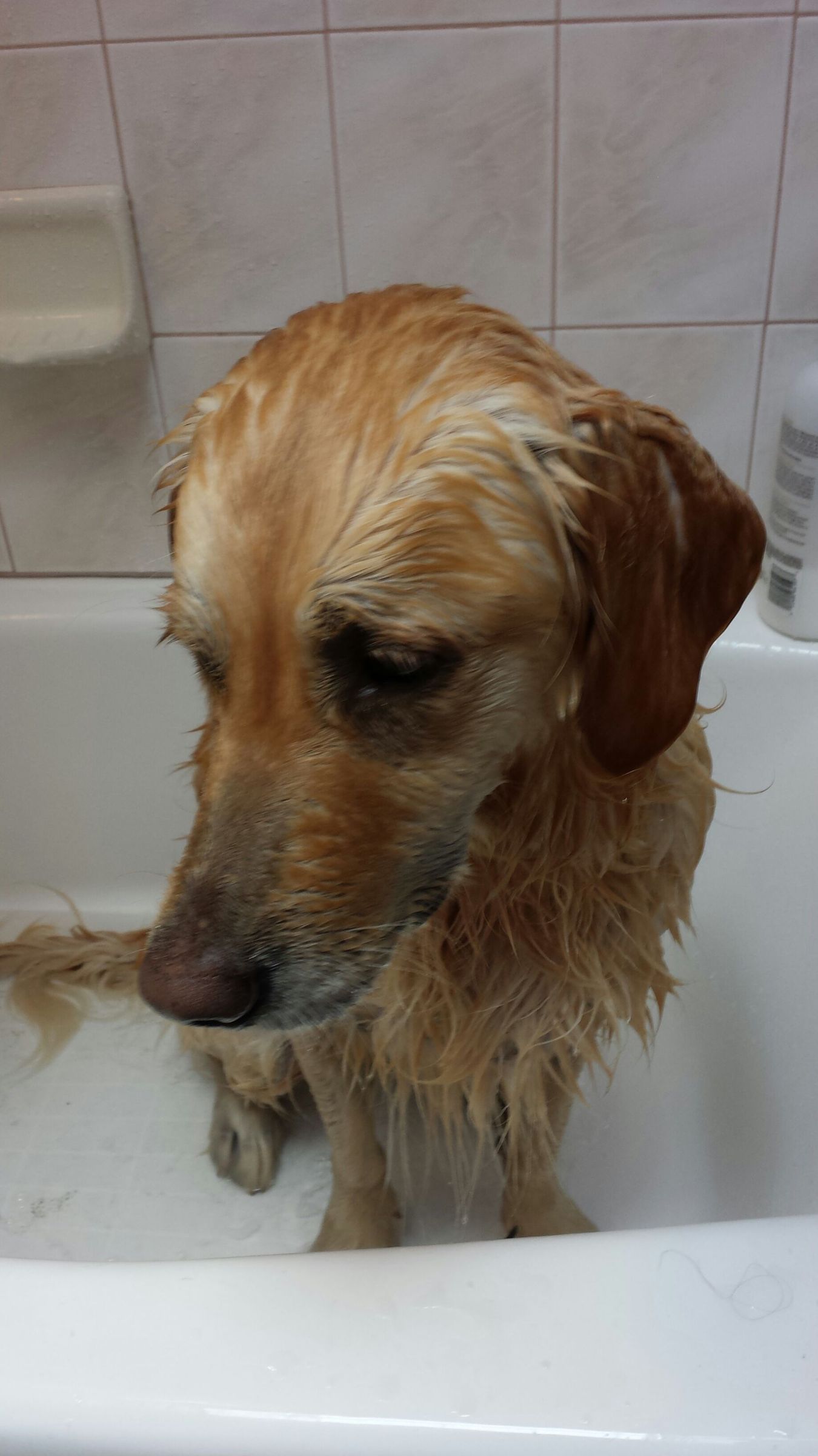 How to Wash Your Dog 7 Steps (with Pictures) Instructables