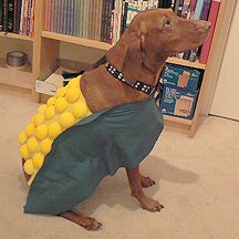 dog dressed as corn