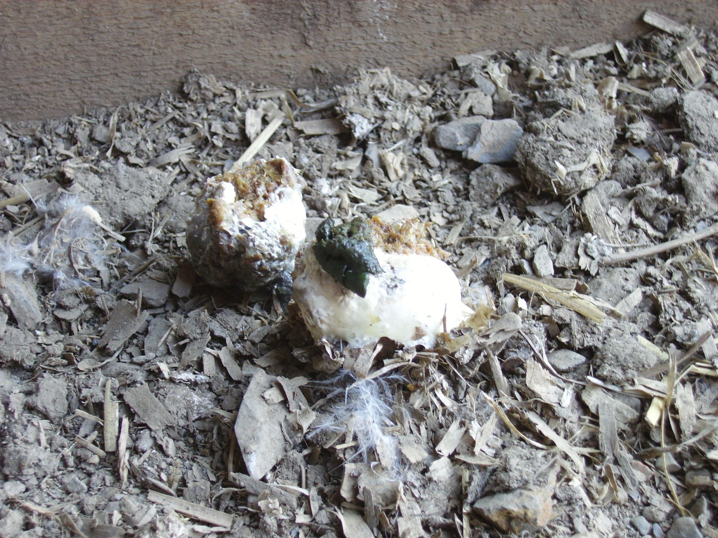 Hatching Chicken Eggs Naturally : 12 Steps (with Pictures) - Instructables