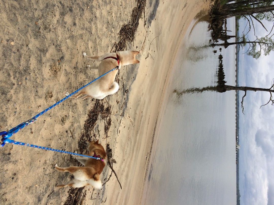 diy double dog leash