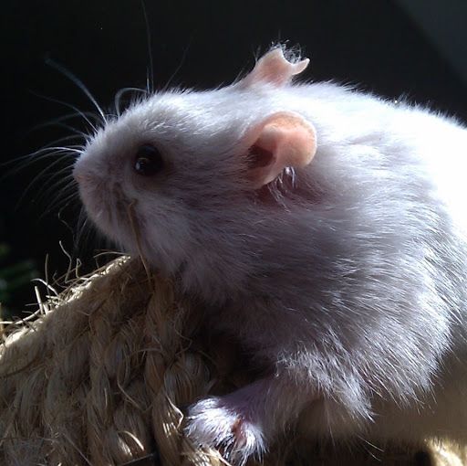 foster hamsters near me