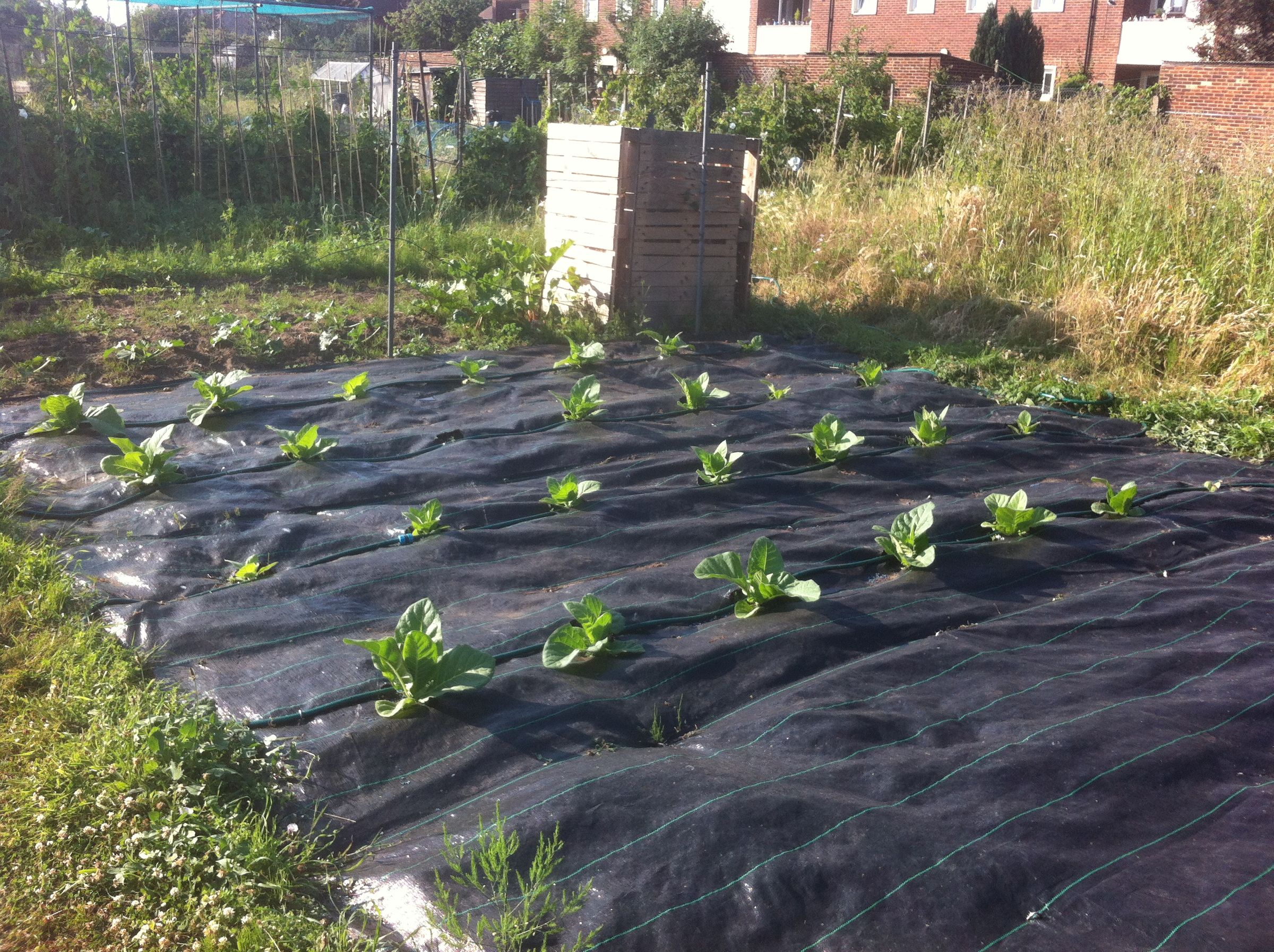 Growing Tobacco 6 Steps (with Pictures) Instructables