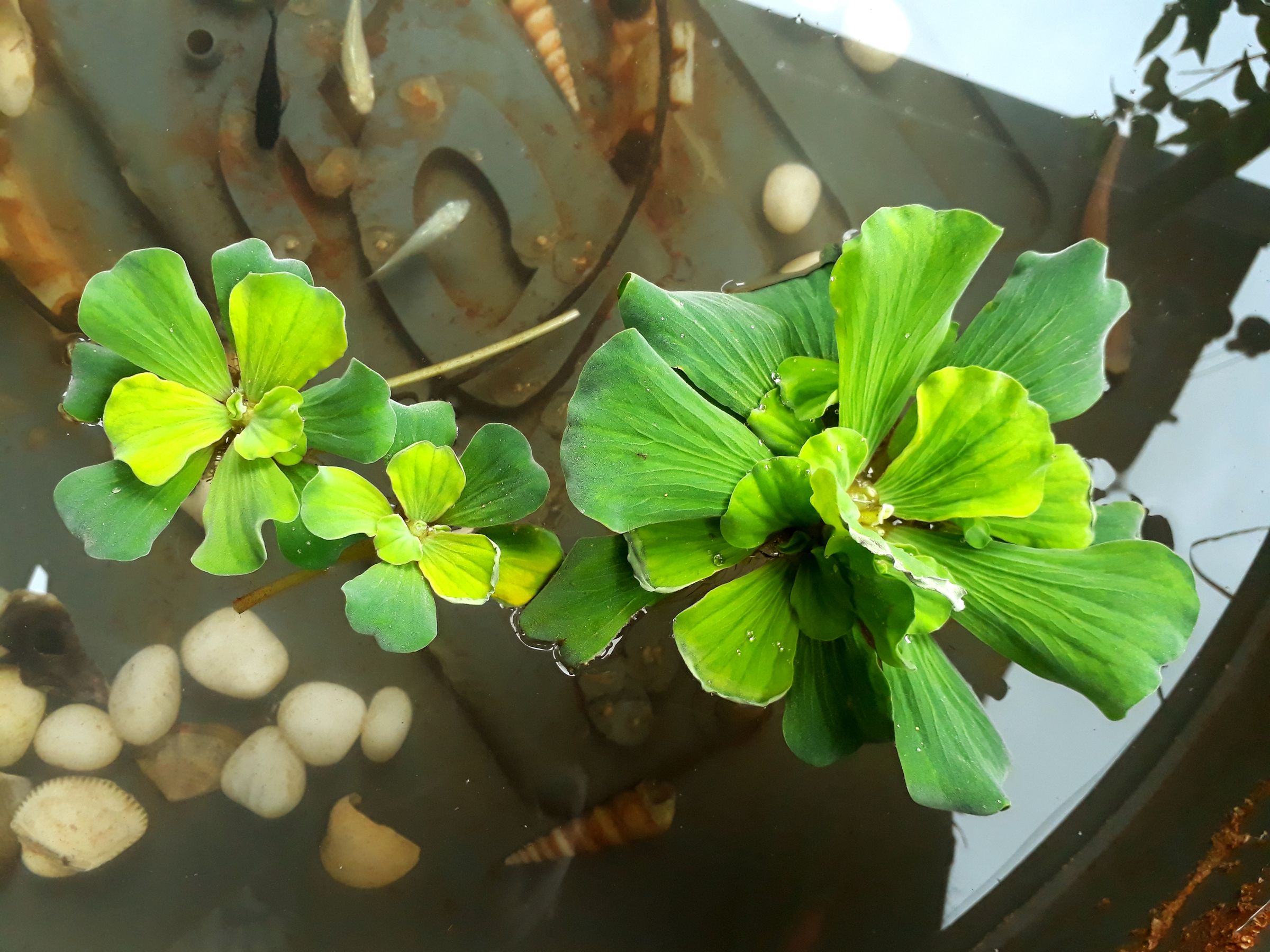 how-to-make-a-fish-pond-at-low-cost-7-steps-with-pictures