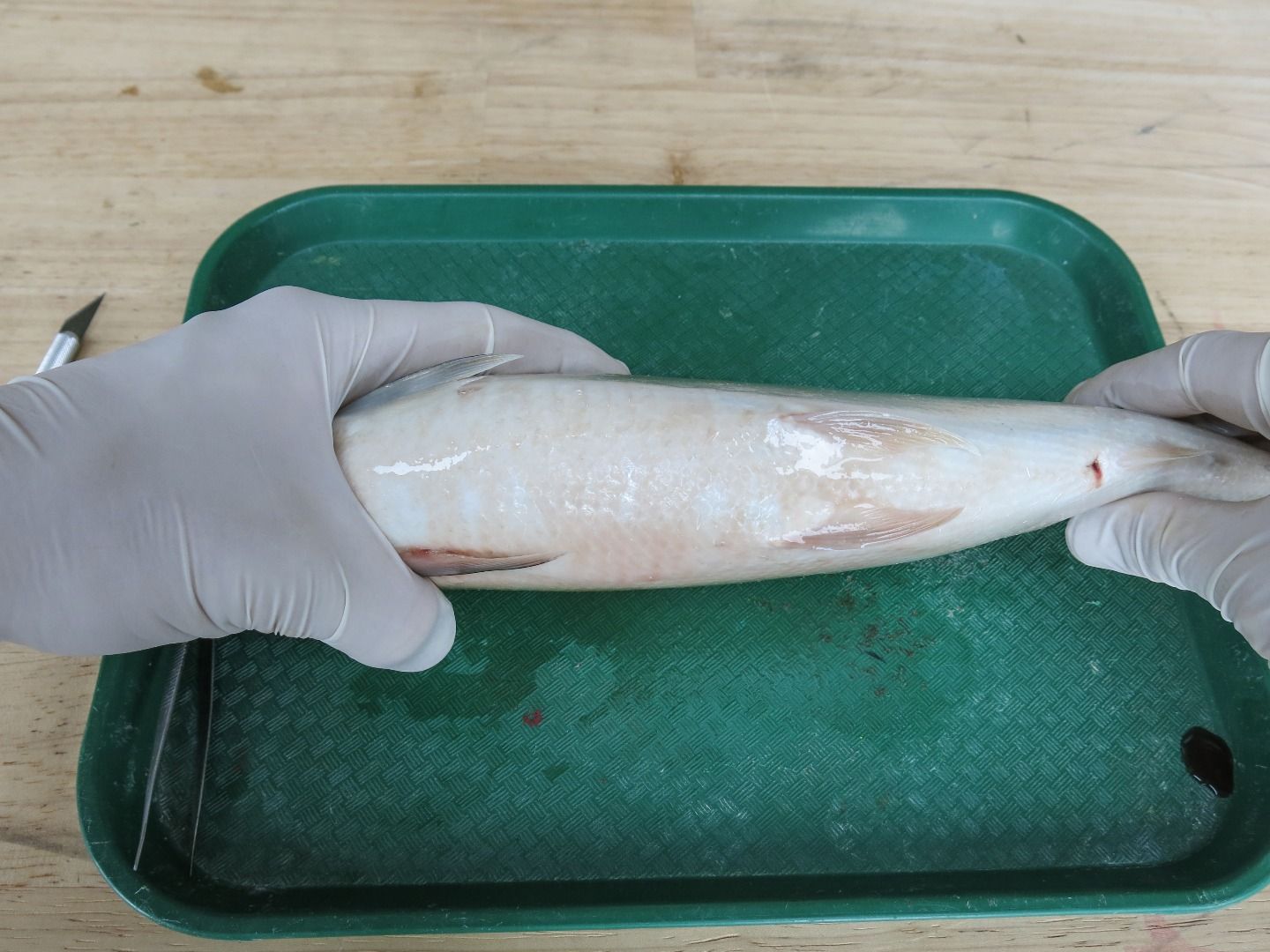Fish Dissection! 11 Steps (with Pictures) Instructables
