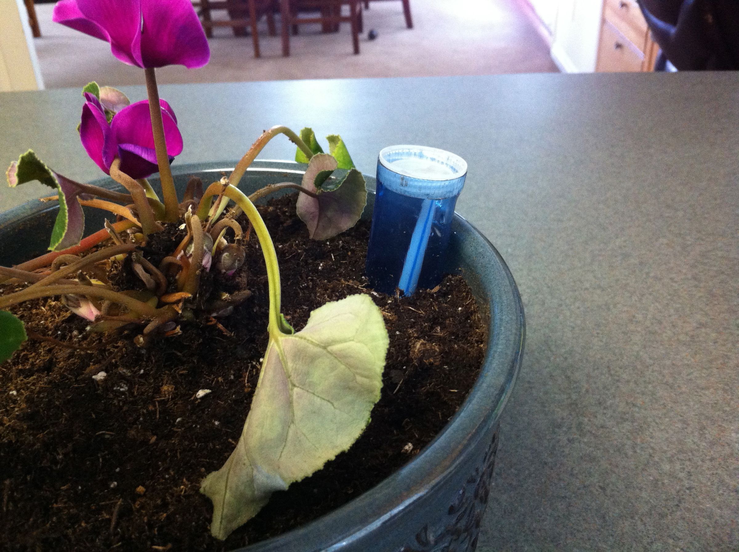 Self Watering House Plant (with Water Level Indicator) 5 Steps