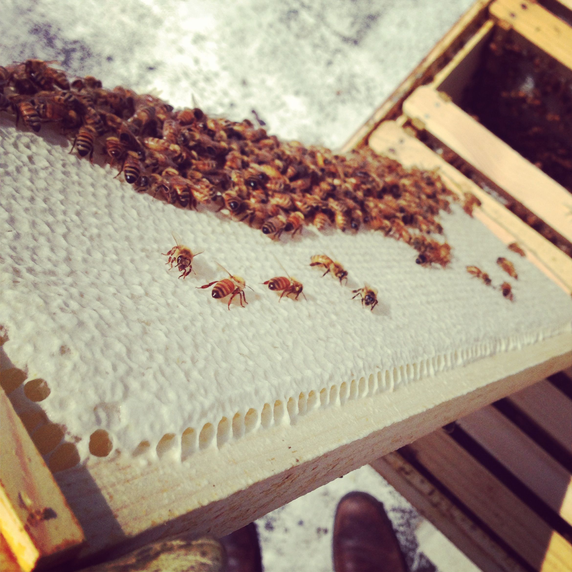 Extracting Honey From a Hive 5 Steps (with Pictures) Instructables