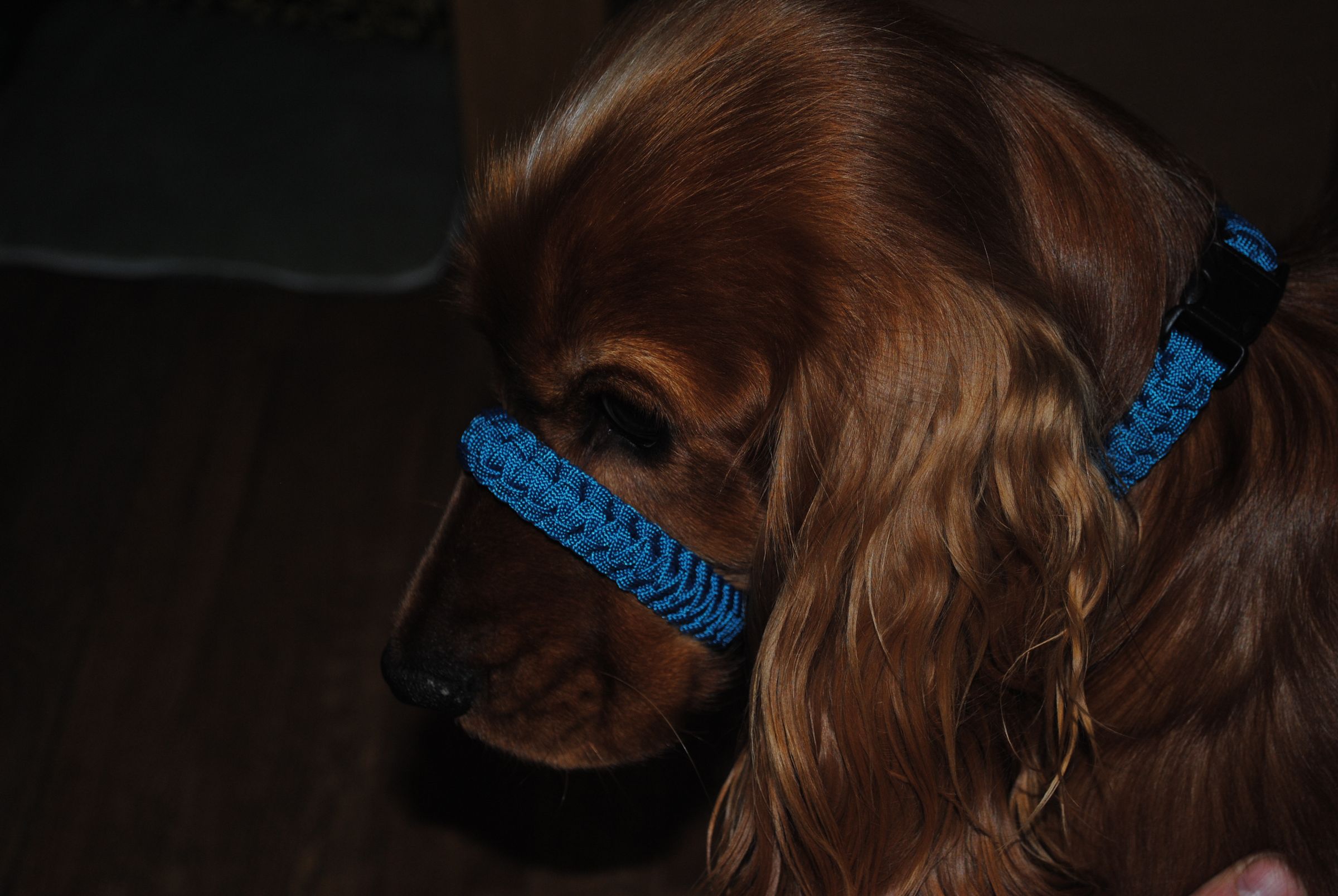 collar halti