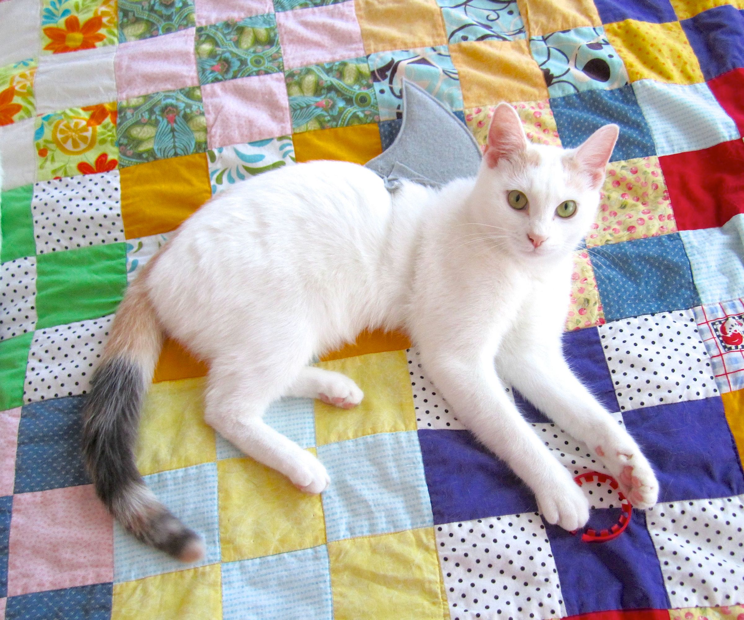 shark week cat costume DIY Project DIY Project Image