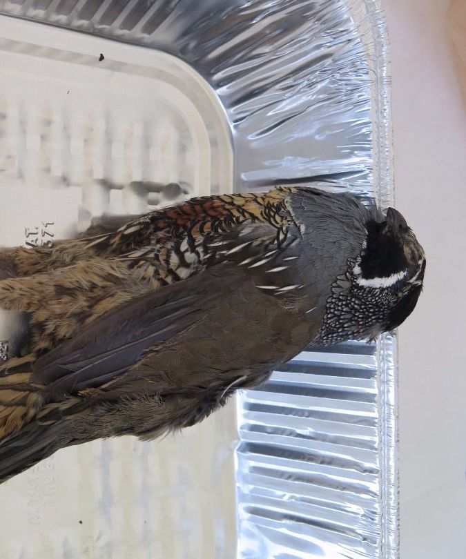 (pier9 air) how to make friends and skin things | part 2: skinning things DIY Project DIY Project Image