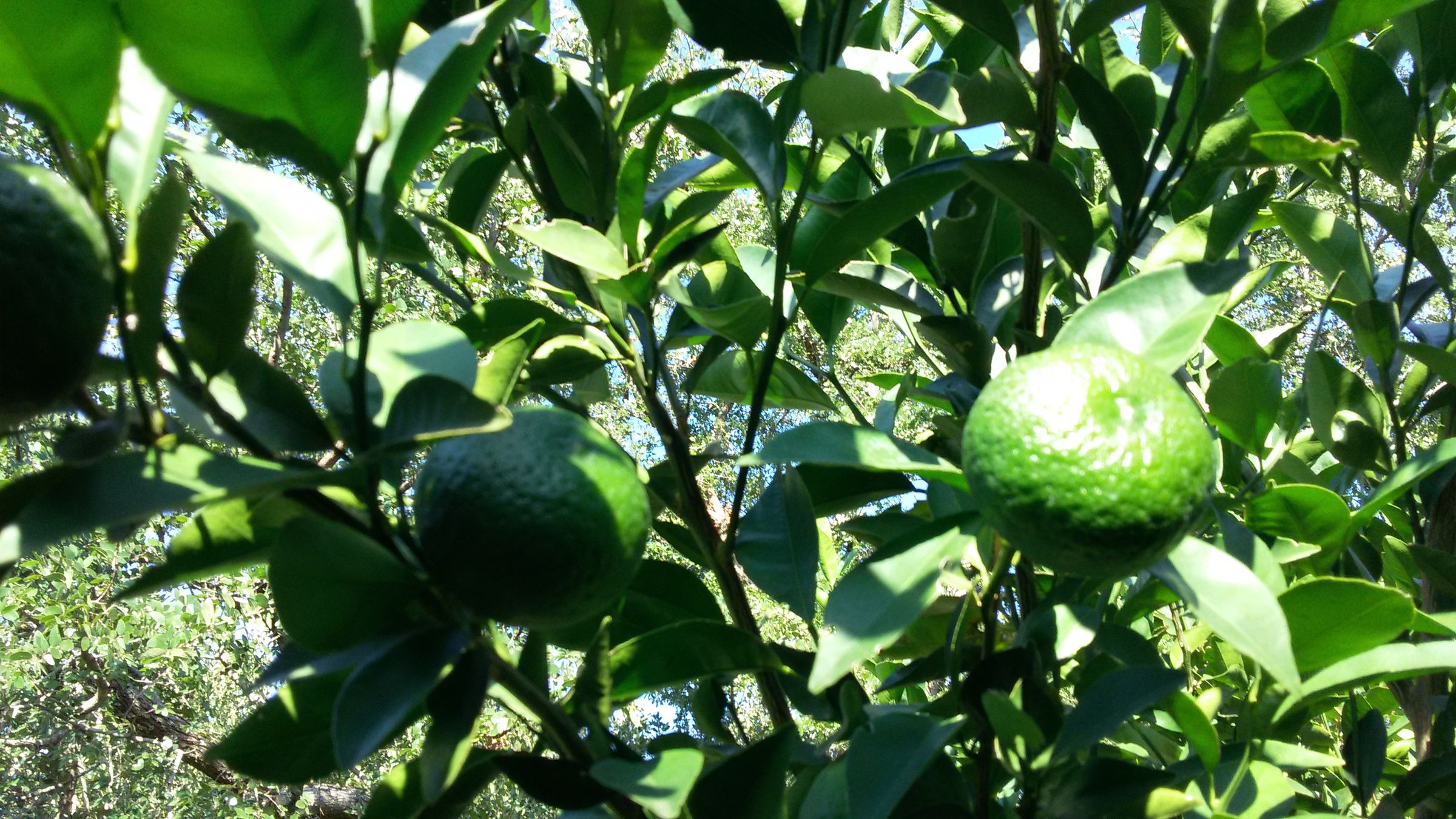 Grow a Tangerine Tree From a Cutting Instructables
