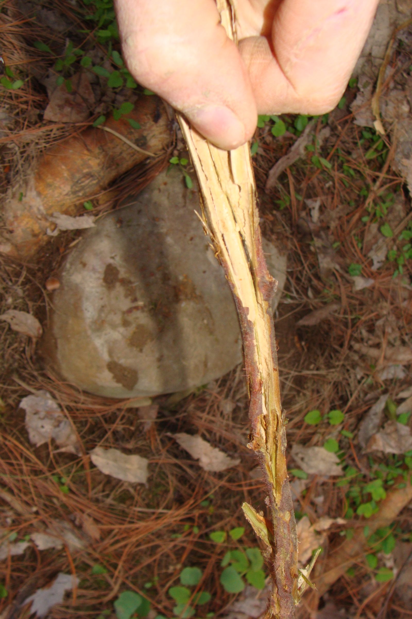 Natural Cordage 7 Steps (with Pictures) Instructables
