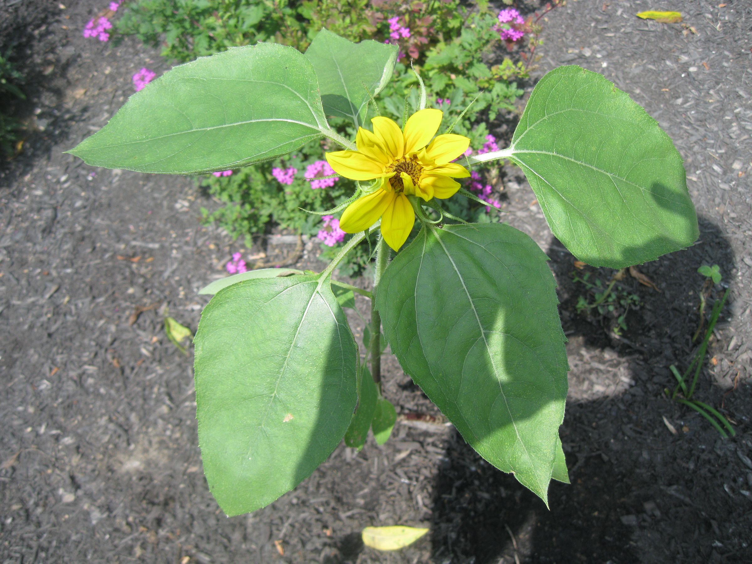 Does MiracleGrow Really Affect the Growth of the Sunflower Plant