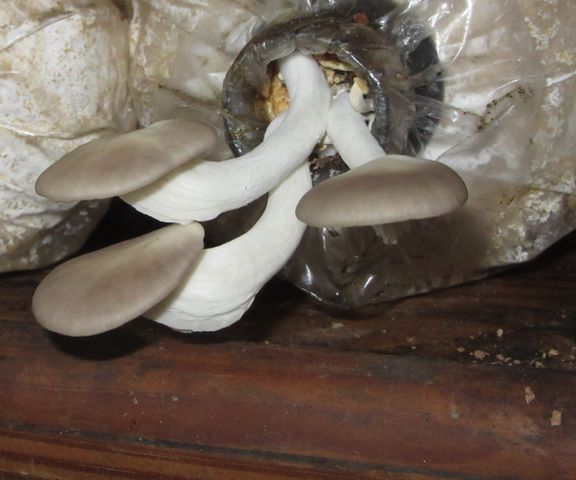 Low Tech Oyster Mushrooms Culture 5 Steps With Pictures Instructables