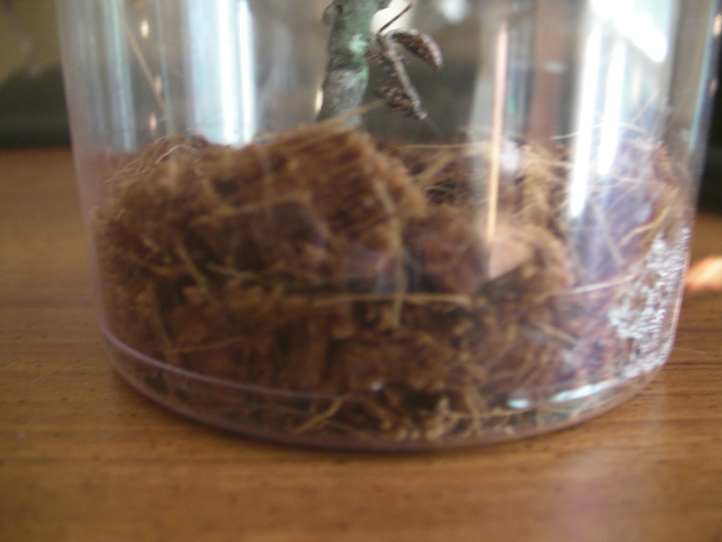 Proper Care for a Baby Praying Mantis 6 Steps Instructables