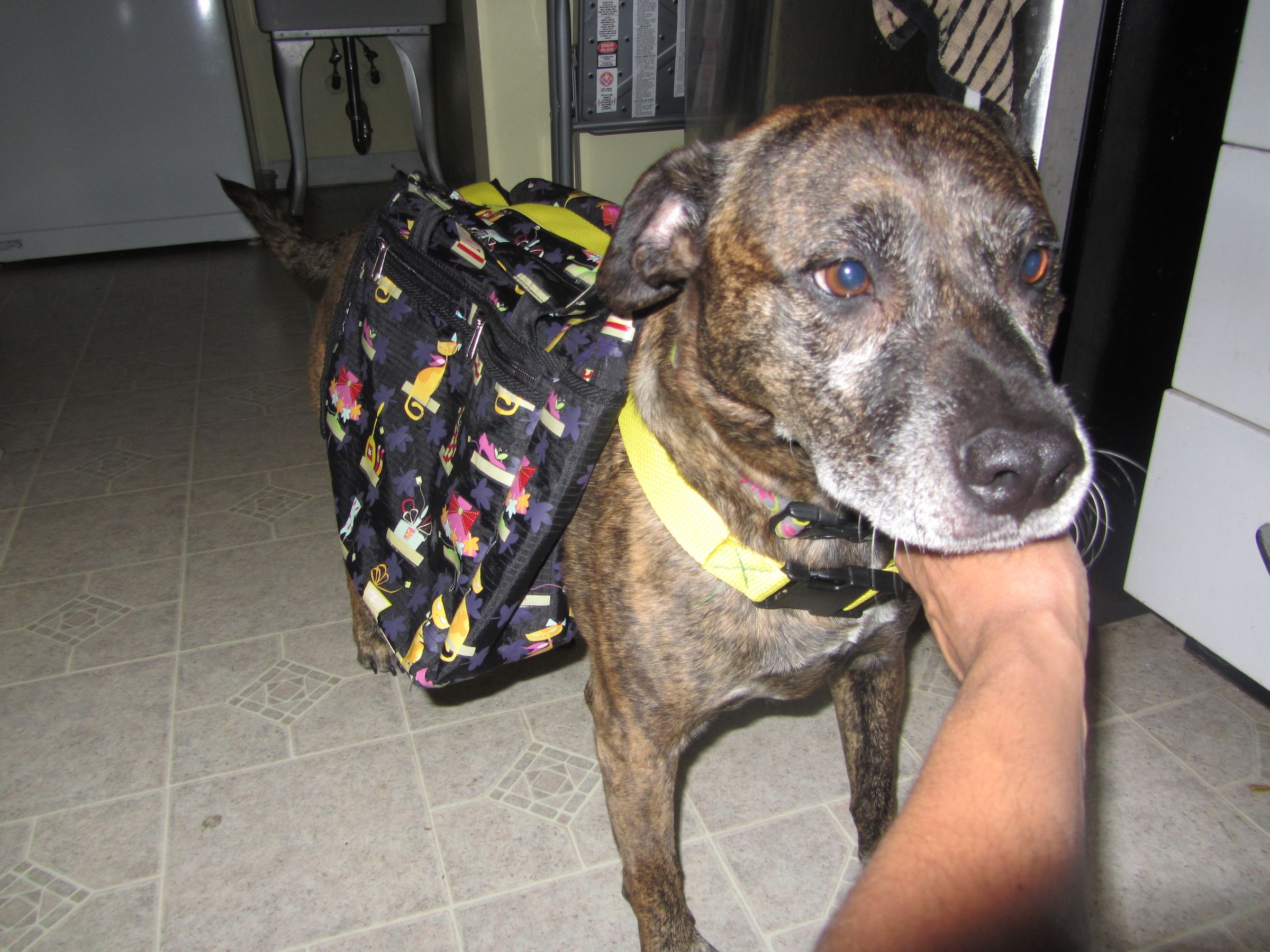 homemade dog backpack