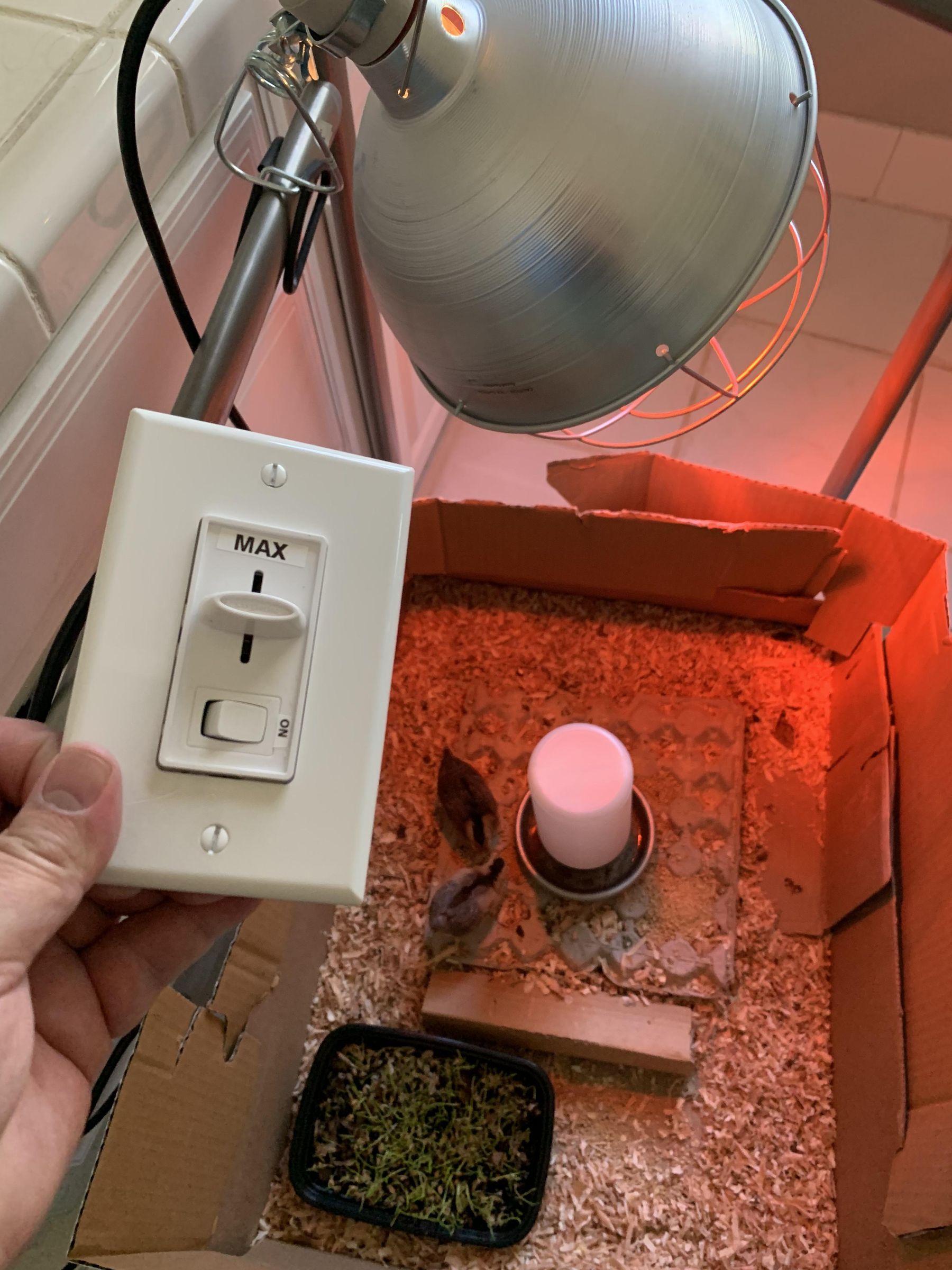 DIY Dimmer for Chick Brooder Lamp 9 Steps (with Pictures) Instructables