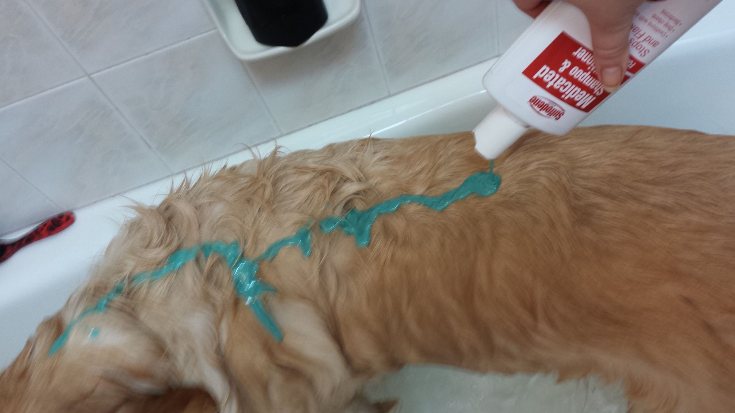 How to Wash Your Dog 7 Steps (with Pictures) Instructables