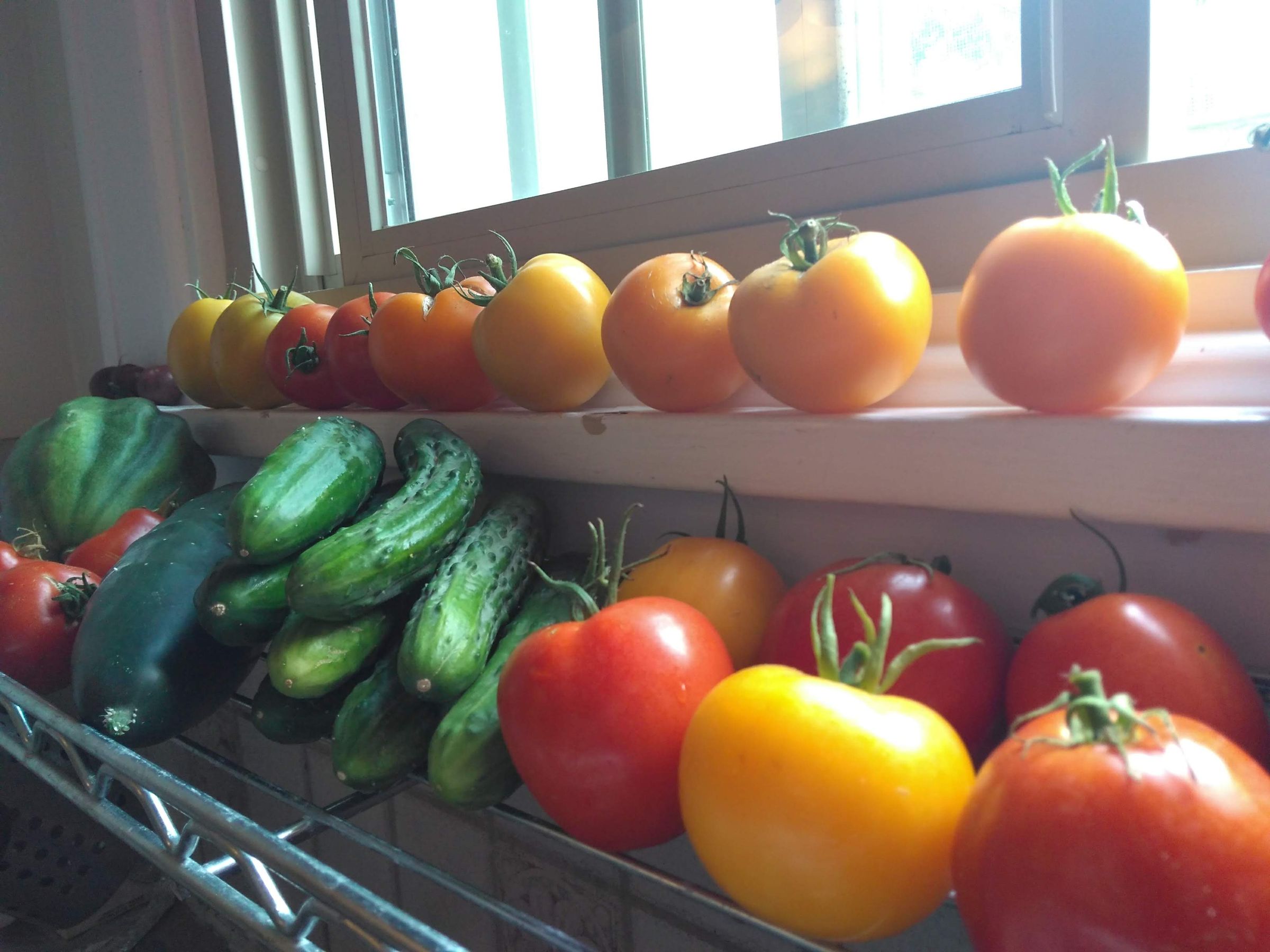 Bucket Pickles 5 Steps (with Pictures) Instructables