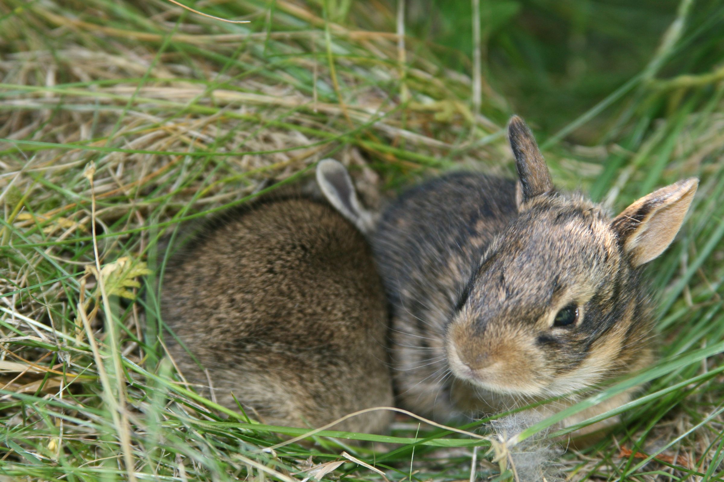 How to Care for a Wild Rabbit Nest 5 Steps (with Pictures