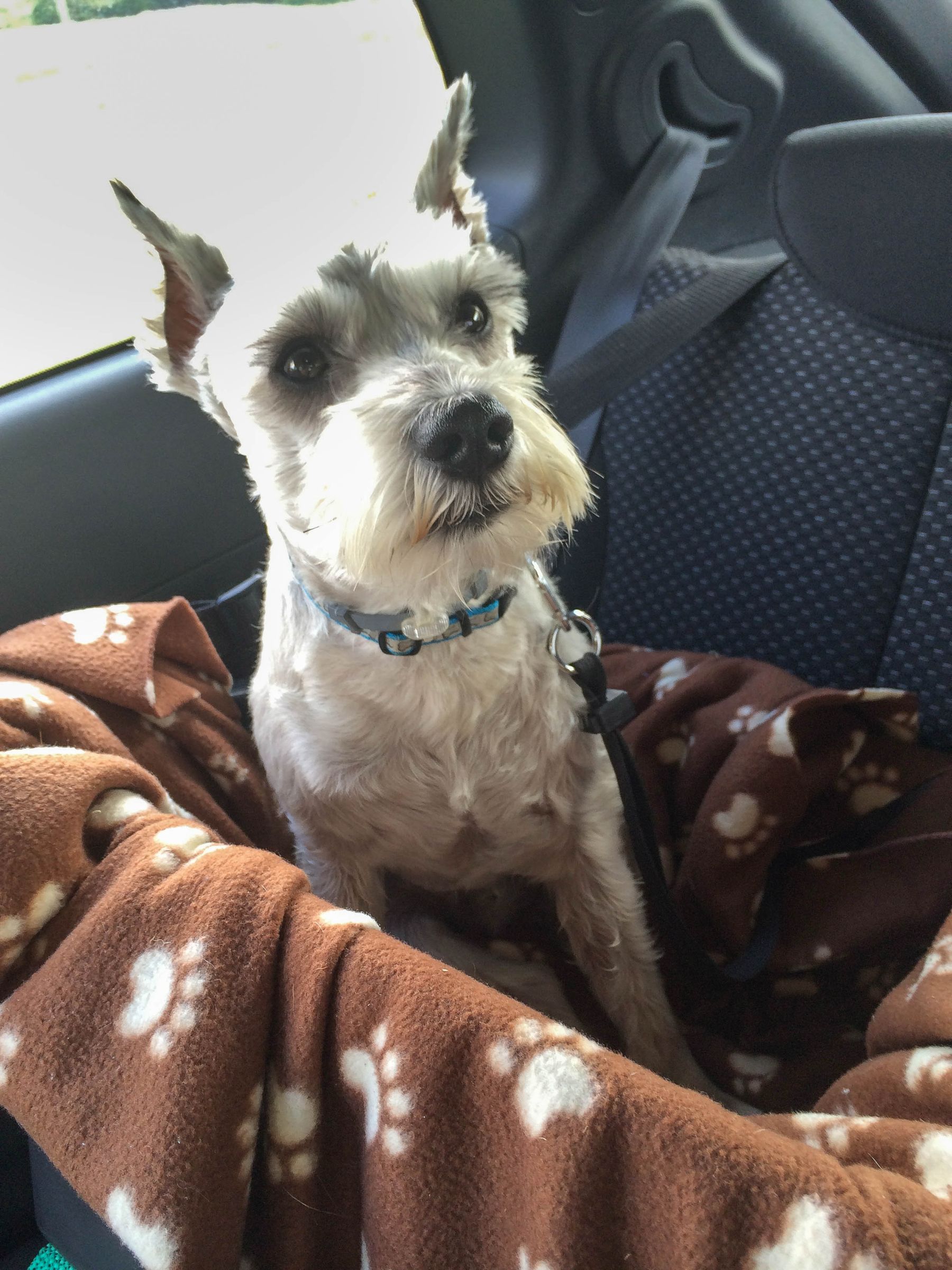 Cheap Safe Dog Car Seat 10 Steps (with Pictures) Instructables