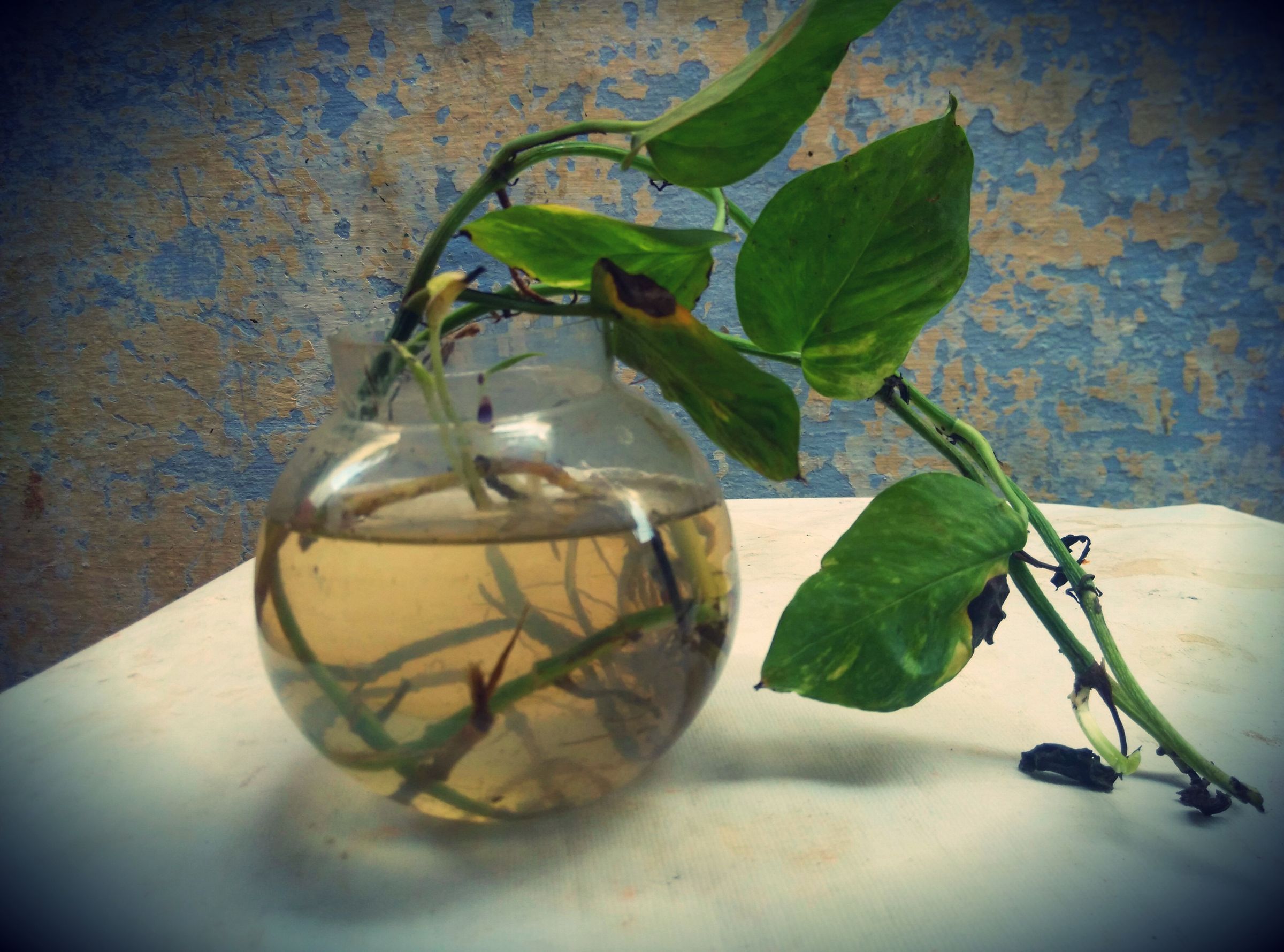 plant with fish in bowl