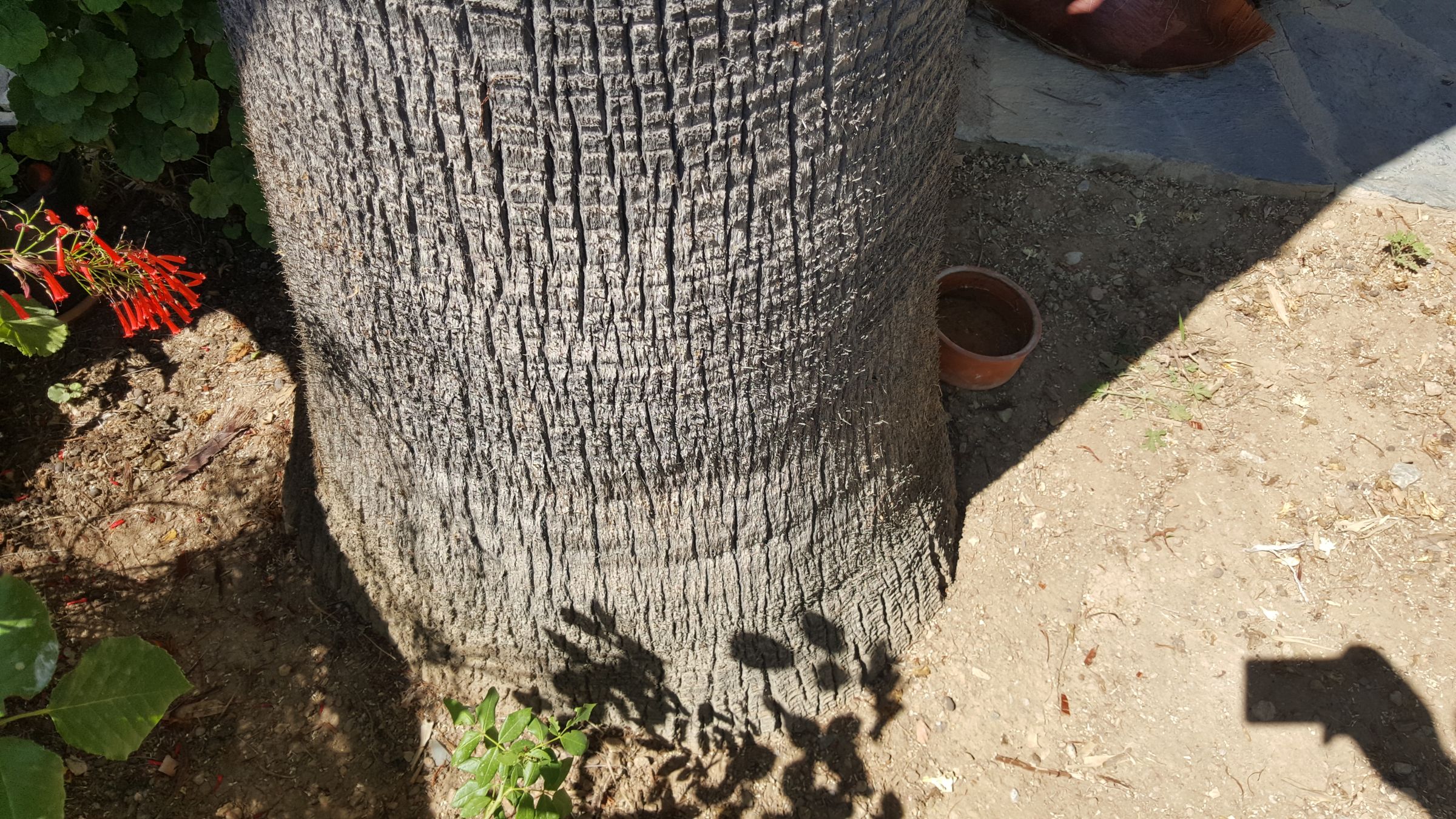 How to Cut Palm Tree's Leaves 10 Steps (with Pictures) Instructables